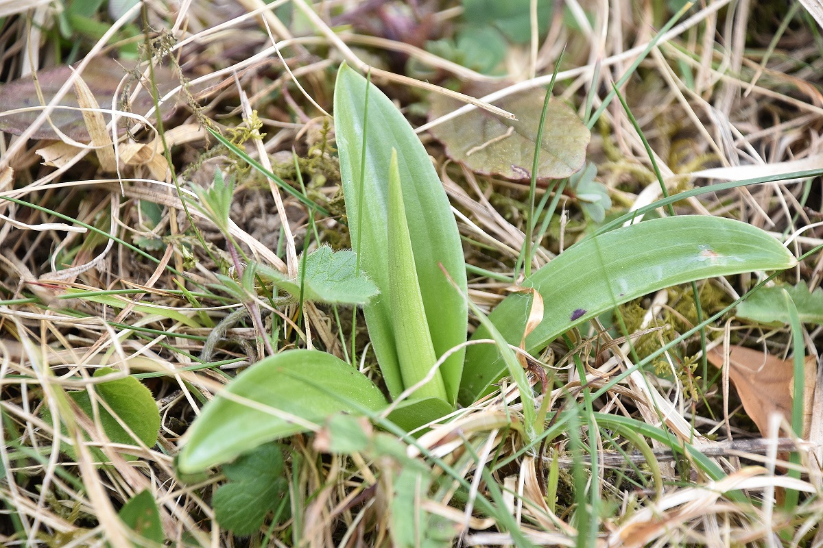 Bft -- 05042023 - (1) - Orchis mascula ssp. speciosa - Prächtiges Manns-Knabenkraut.JPG