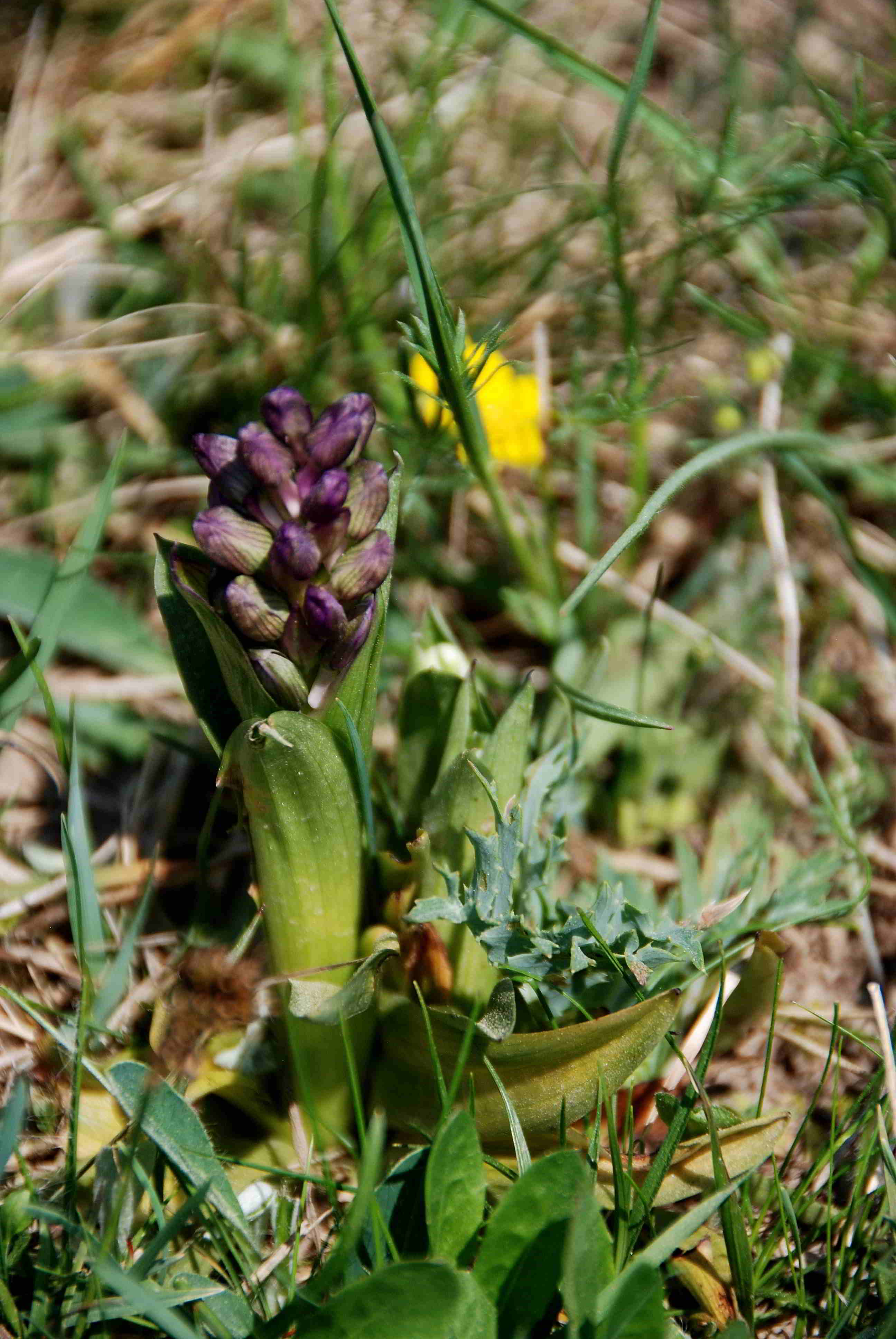 Alland - Groisbach, NÖ - 22042018-(3).JPG