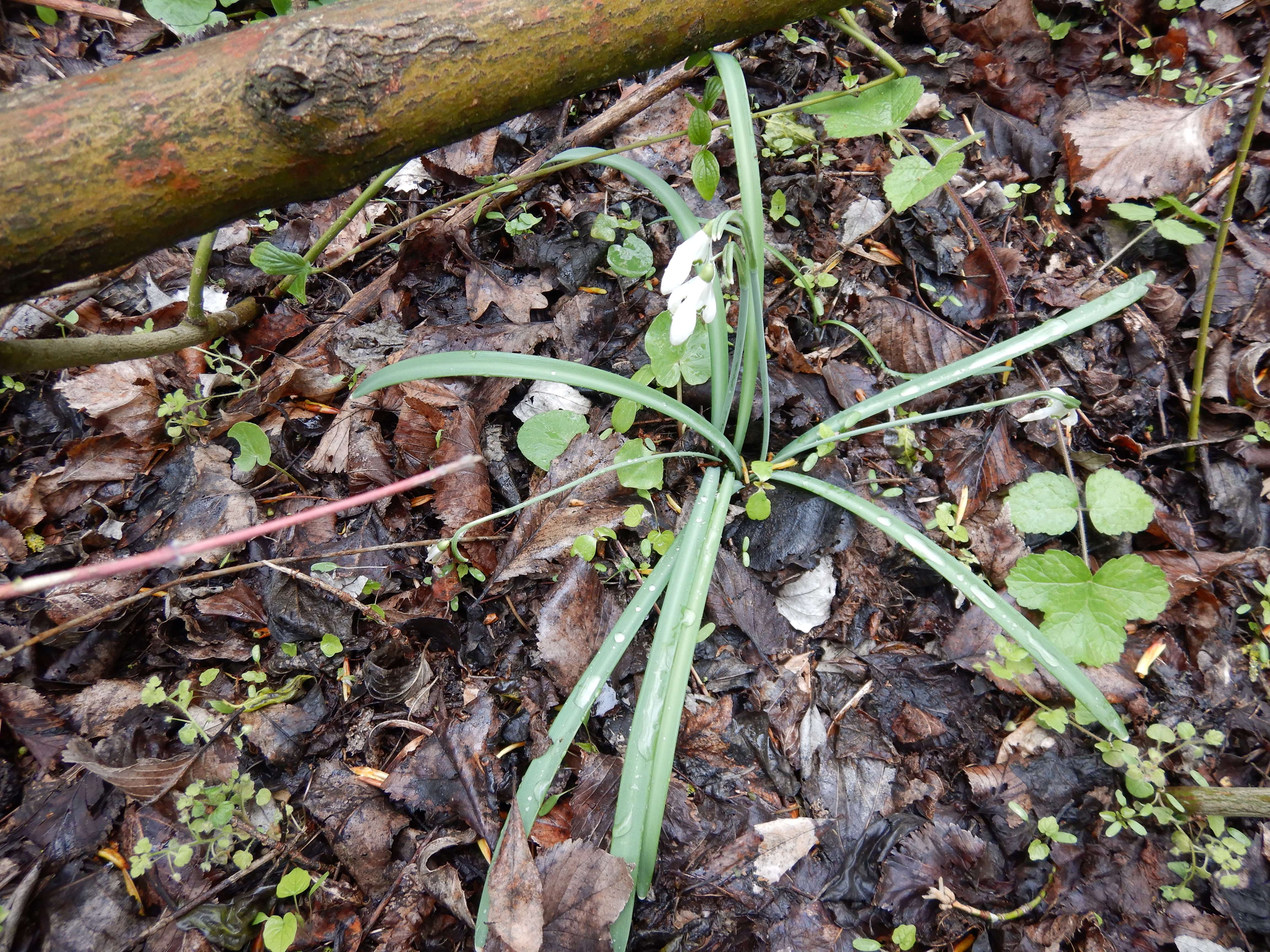 DSCN3969 galanthus nivalis, donauau schönau-mannsdorf, 2023-04-08.jpg