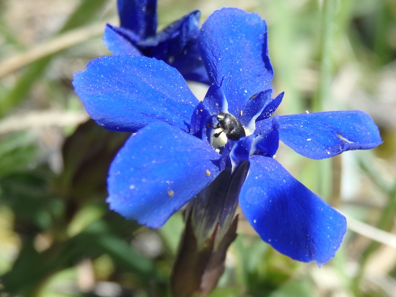 Gentiana_verna_Fruehlingsenzian1.JPG