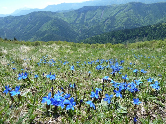 Gentiana_verna_Fruehlingsenzian2.jpg