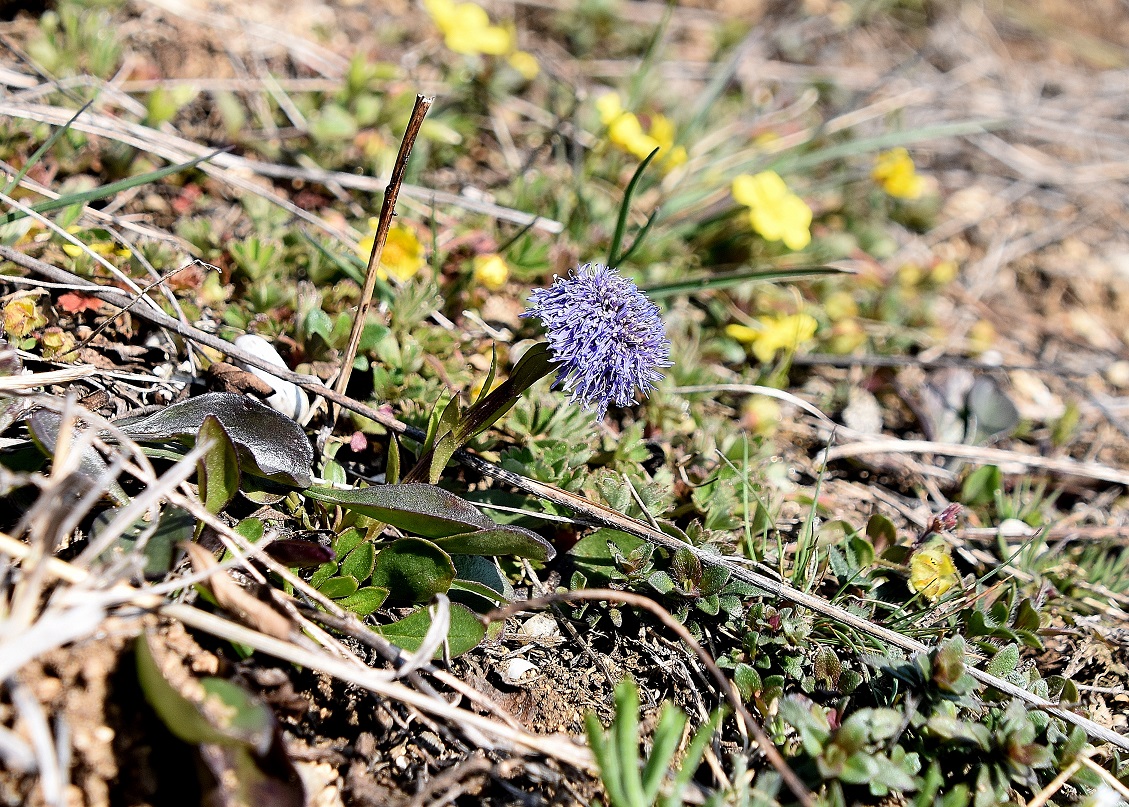 Burgenland - 11042023 - (19) - Heide - Globularia bisnagarica - Hochstiel-Kugelblume.JPG