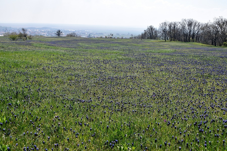 Burgenland - 11042023 - (39) - Heide - Muscari neglectum - Weinbergs-Traubenhyazinthe.JPG