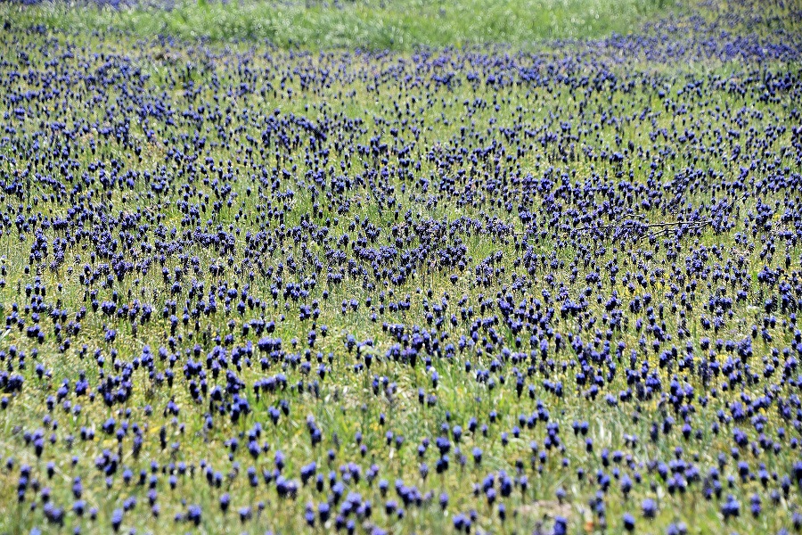 Burgenland - 11042023 - (41) - Heide - Muscari neglectum - Weinbergs-Traubenhyazinthe.JPG