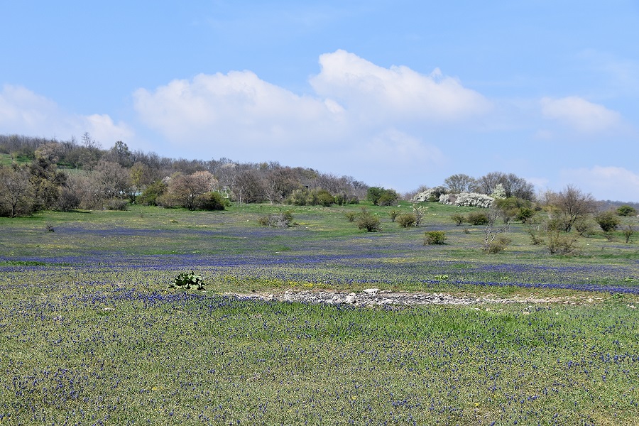 Burgenland - 11042023 - (111) - Heide - Muscari neglectum -  Weinbergs-Traubenhyazinthe.JPG