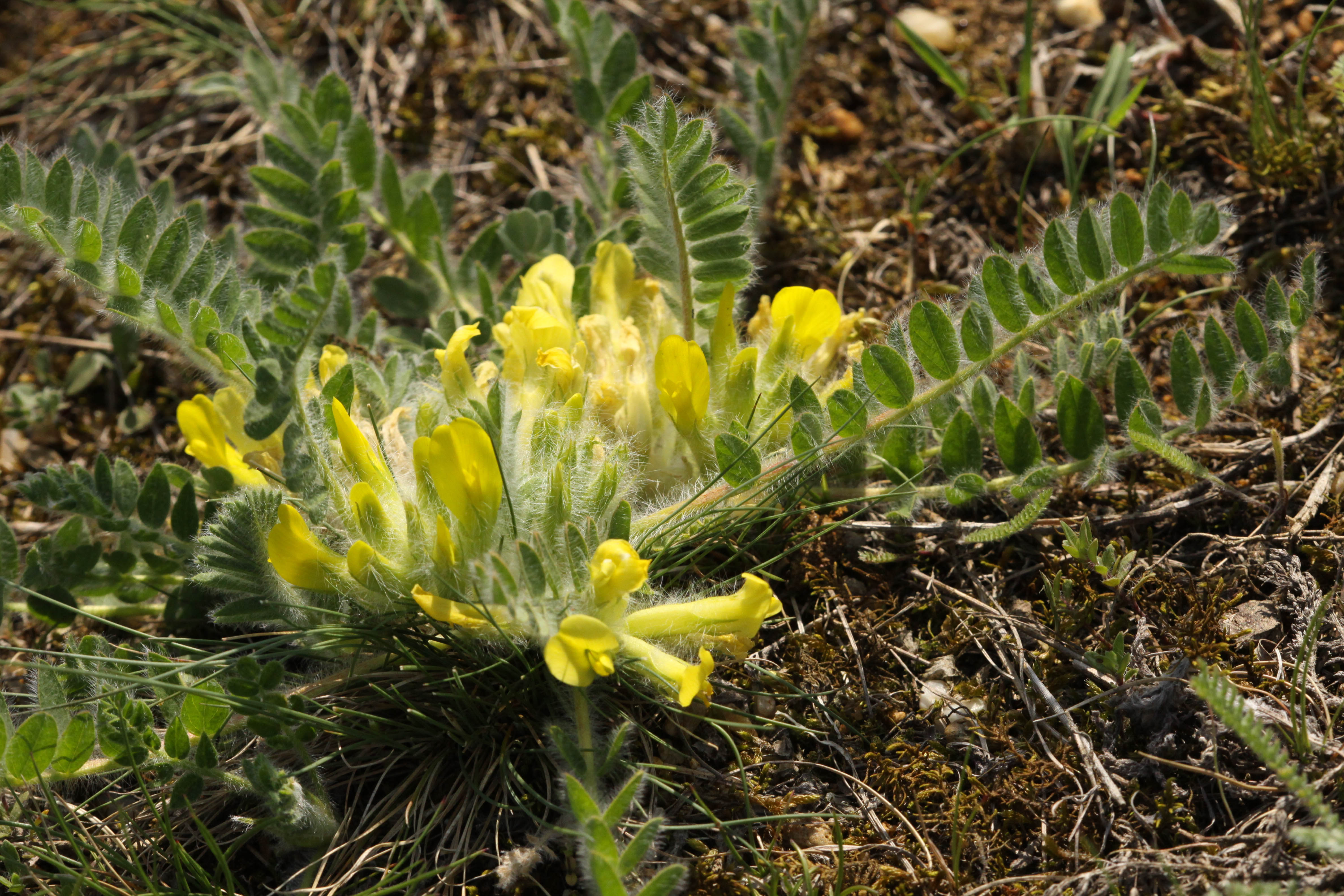 Astragalus_exscapus10_Siegendorf_2010_04_30.jpg