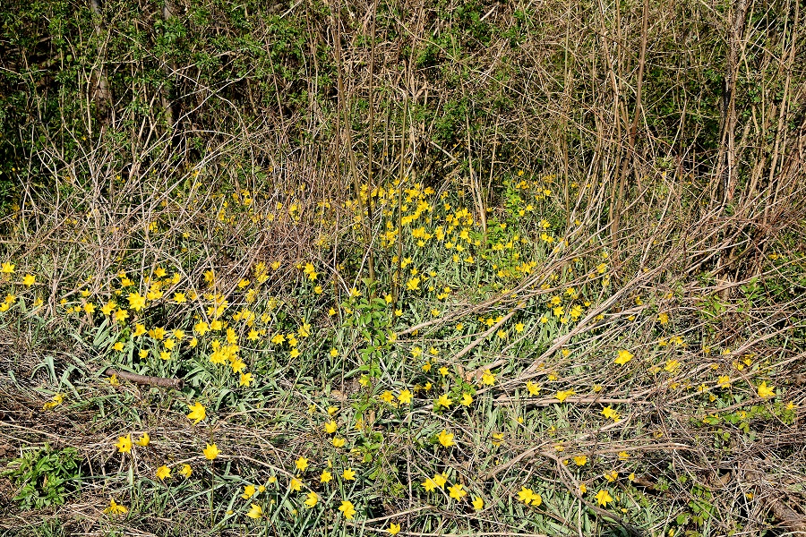 Bz. Baden - 10042023 - (39) -  Tulipa sylvestris - Weinbergs-Tulpe.JPG