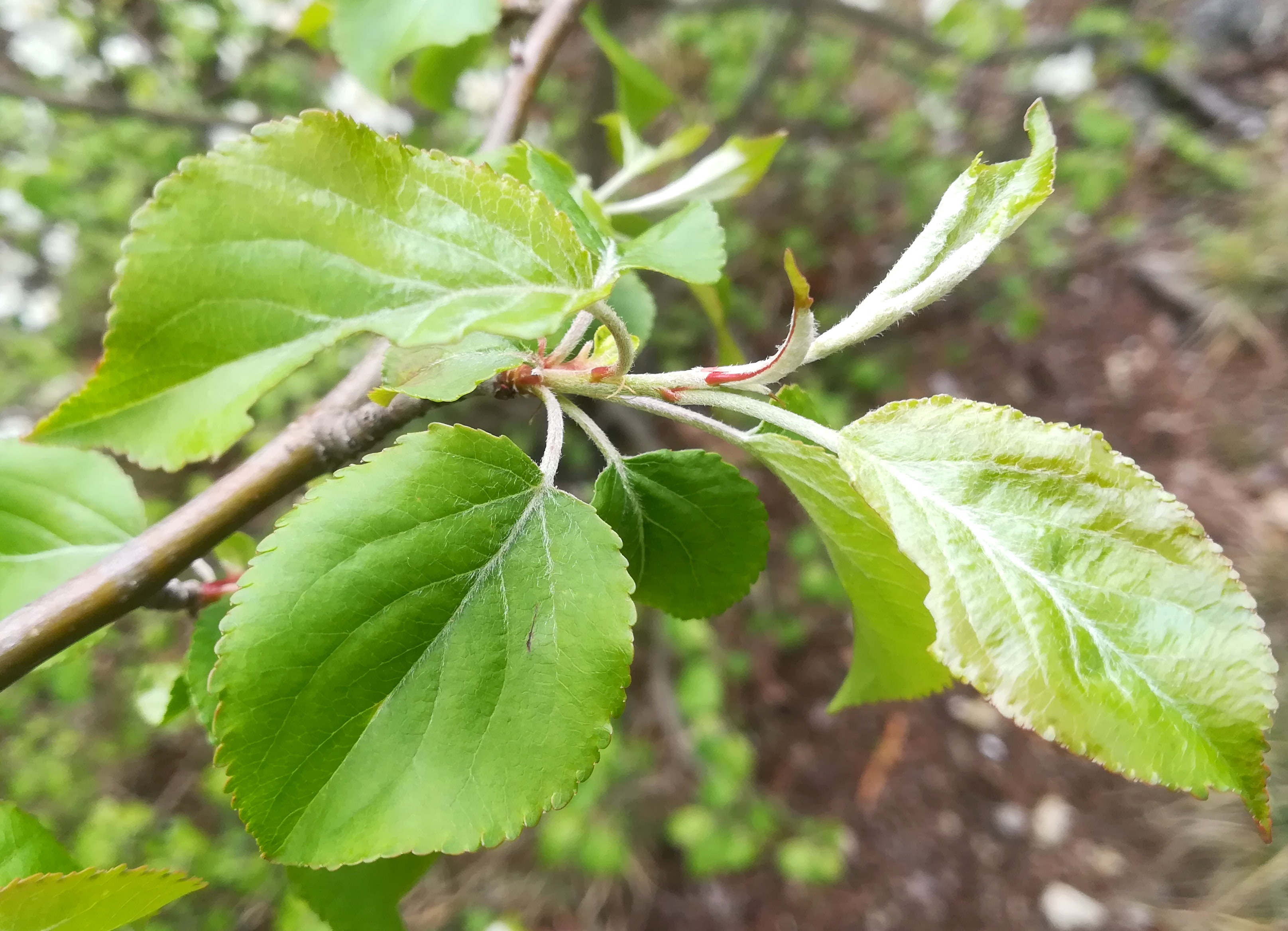 malus cf. baccata mizzi-langer-wand zugberg_20230416_104804.jpg