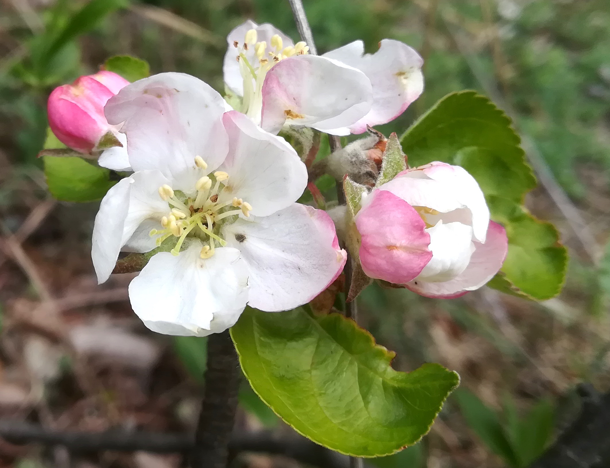 malus cf. baccata mizzi-langer-wand zugberg_20230416_105511.jpg