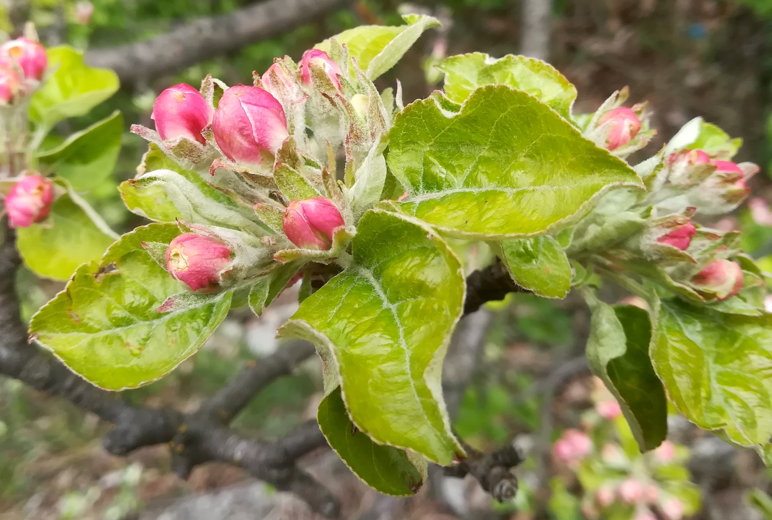 malus cf. baccata mizzi-langer-wand zugberg_20230416_105533.jpg