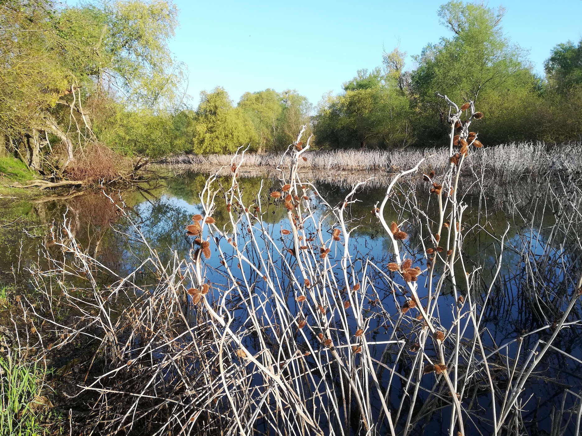 Marchauen bei Stillfried_20180420_111925.jpg