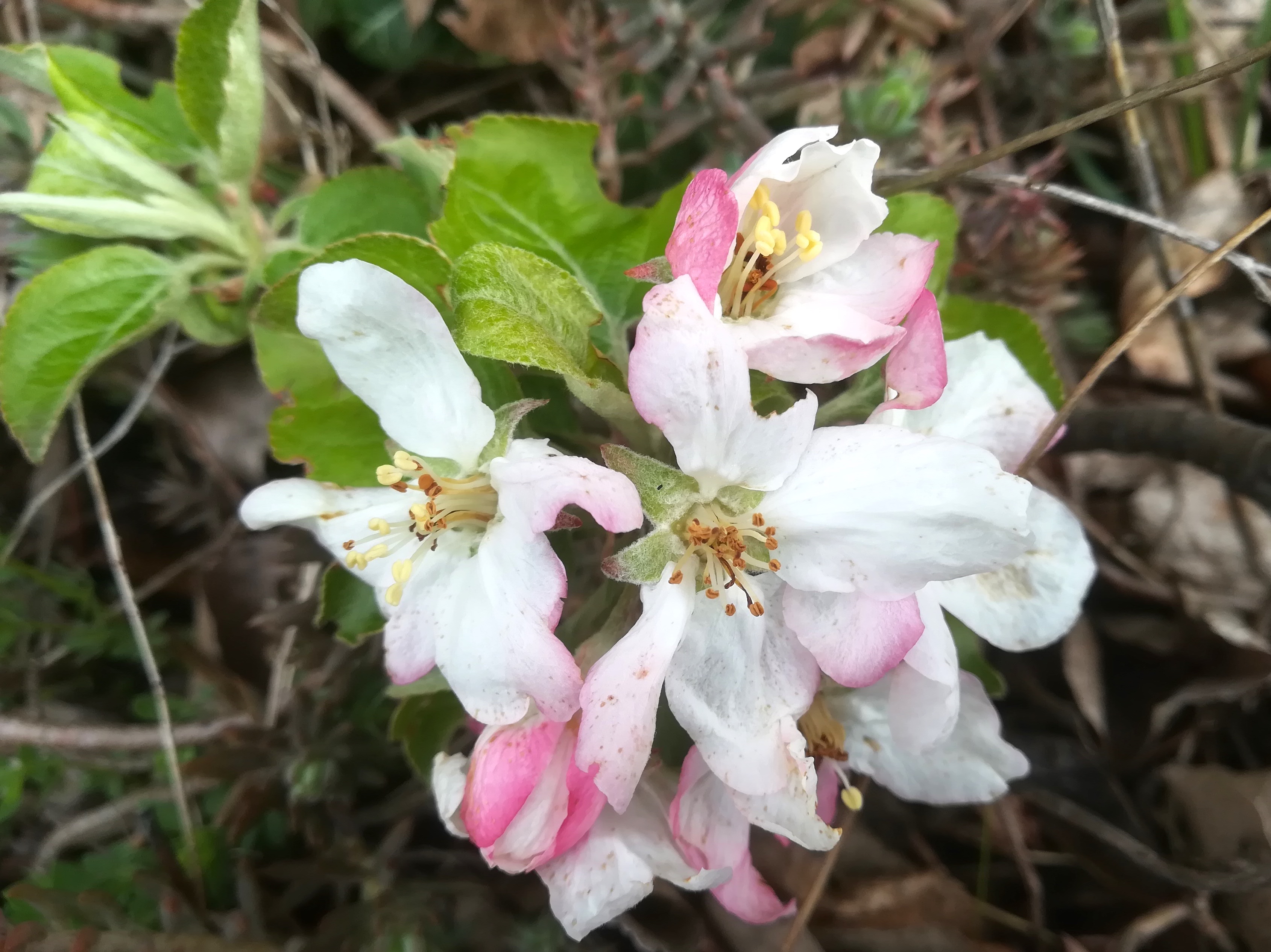 malus cf. baccata mizzi-langer-wand zugberg_20230416_105554.jpg