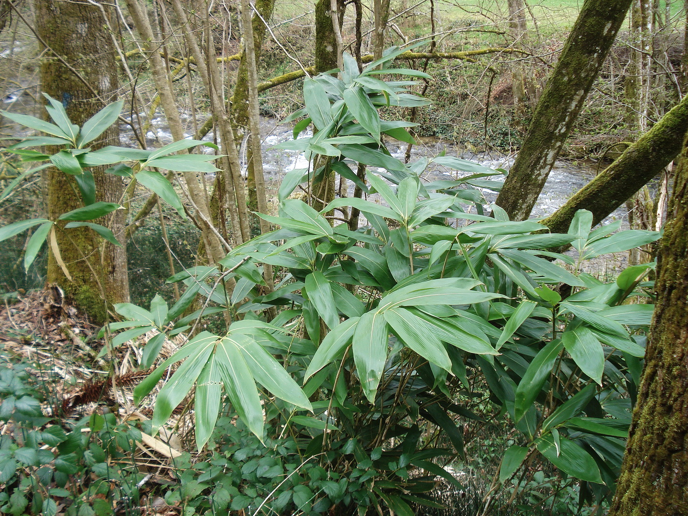 Sasa.palmata.verw.Ostasien.St-Schwanberg.Schwarze.Sulm. 16.Apr.23..JPG