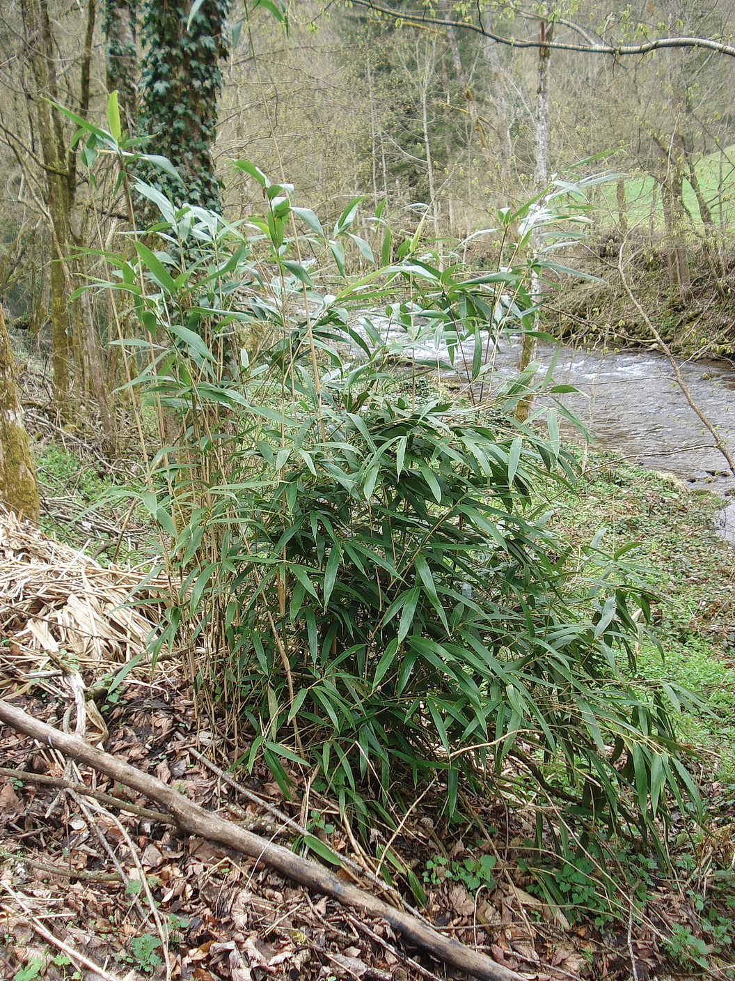 Sasa.palmata.cf.cf.verw.Ostasien.St-Schwanberg.Schwarze.Sulm. 16.Apr.23.JPG