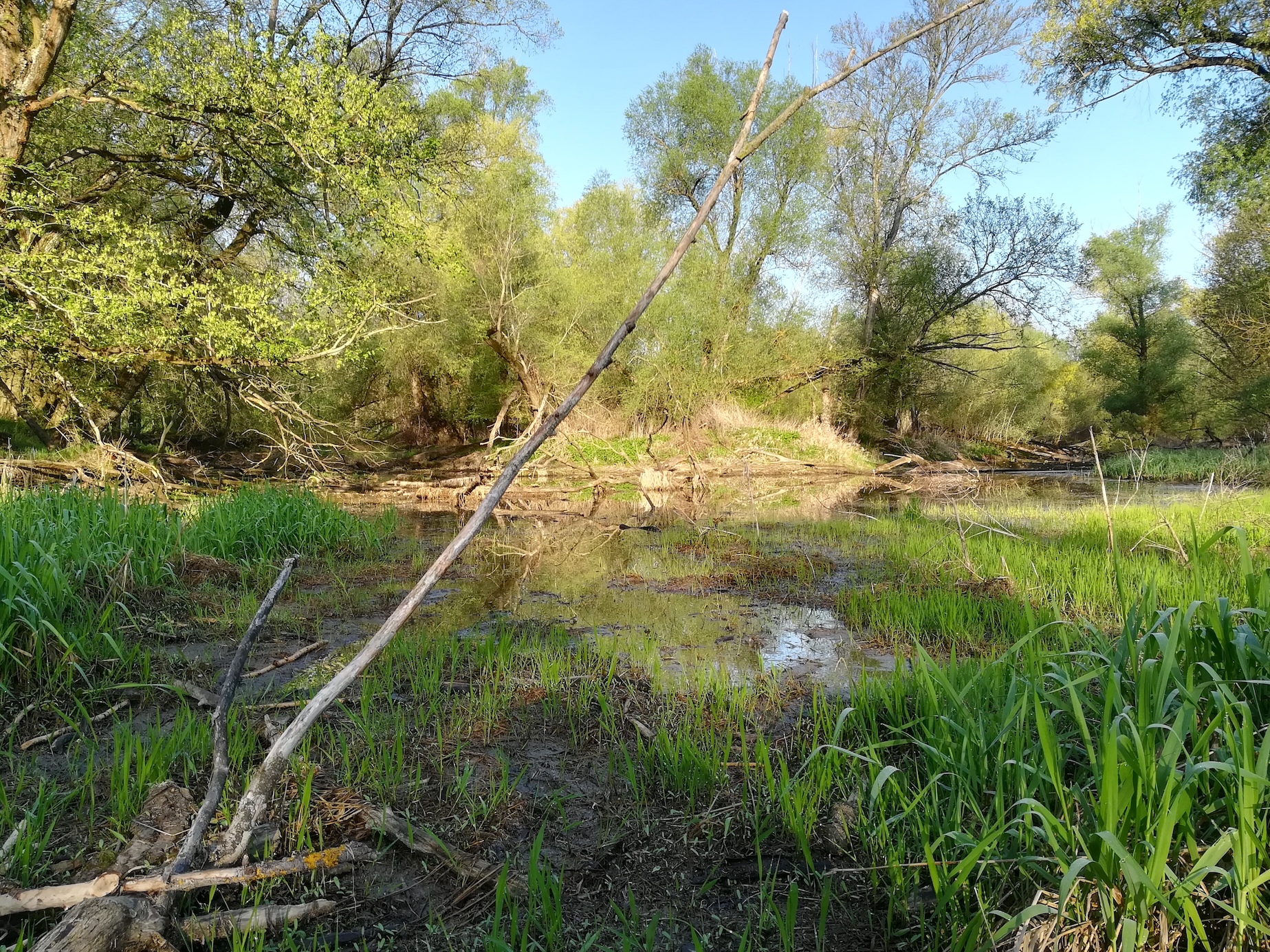 Marchauen bei Stillfried_20180420_111855.jpg