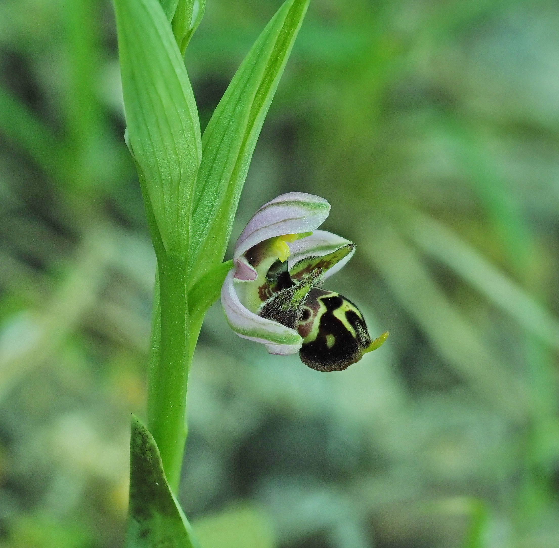 5 O. oestrifera montis-gargani I.JPG