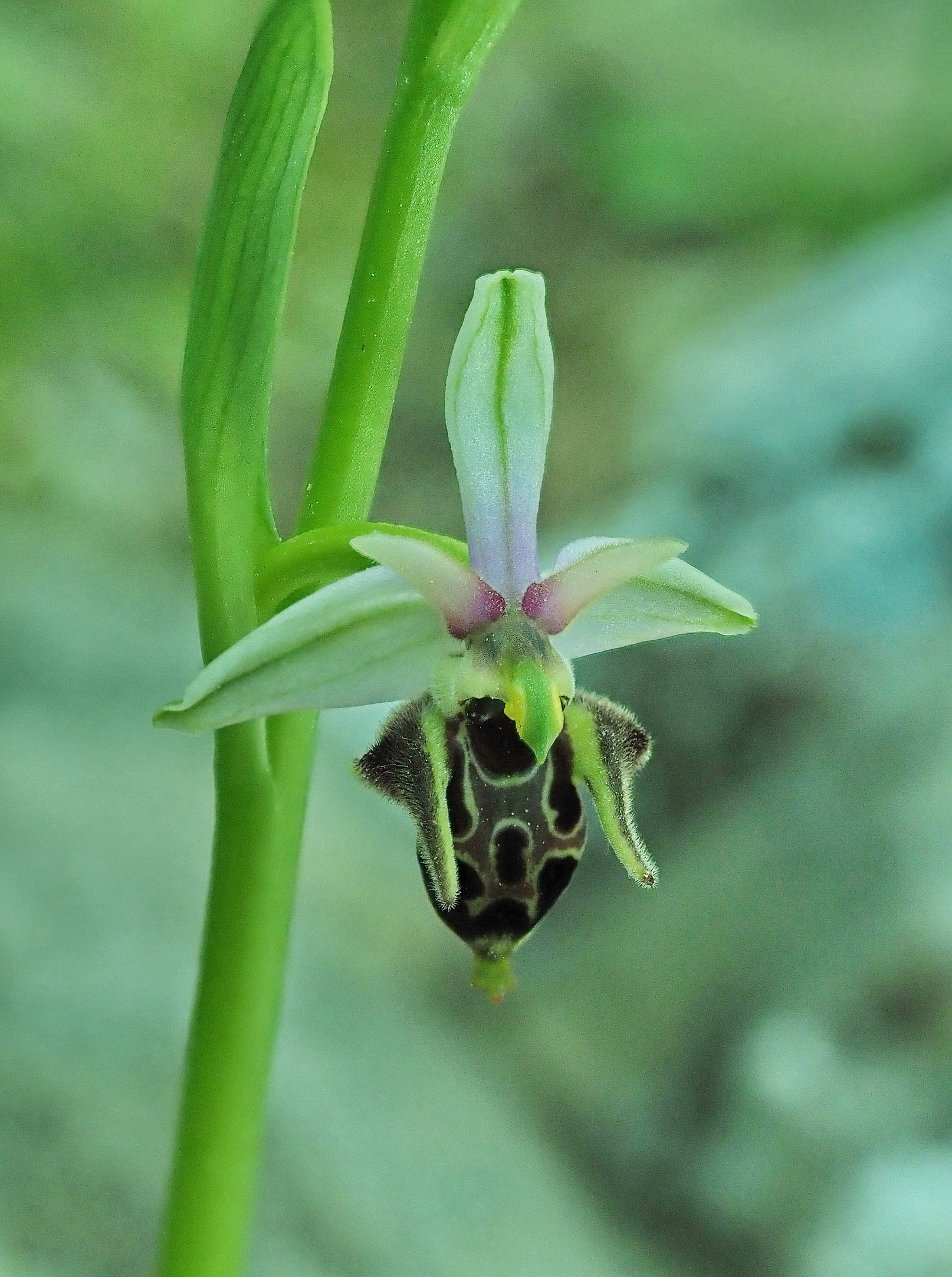 6 O. oestrifera montis-gargani II.JPG