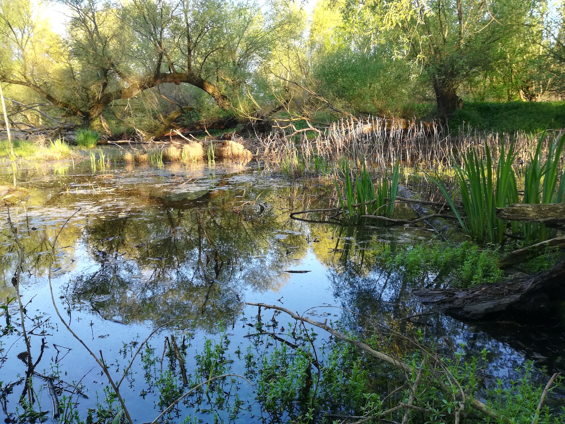 Marchauen bei Stillfried_20180420_072024.jpg