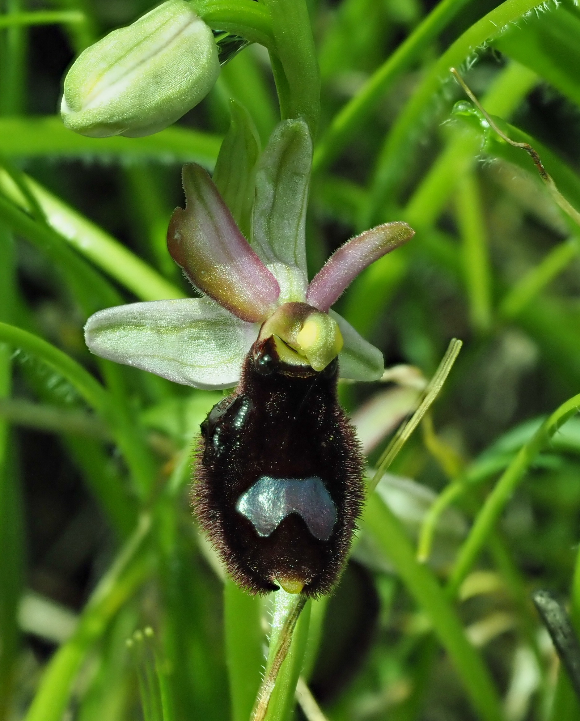 9 O. bertoloniformis.JPG