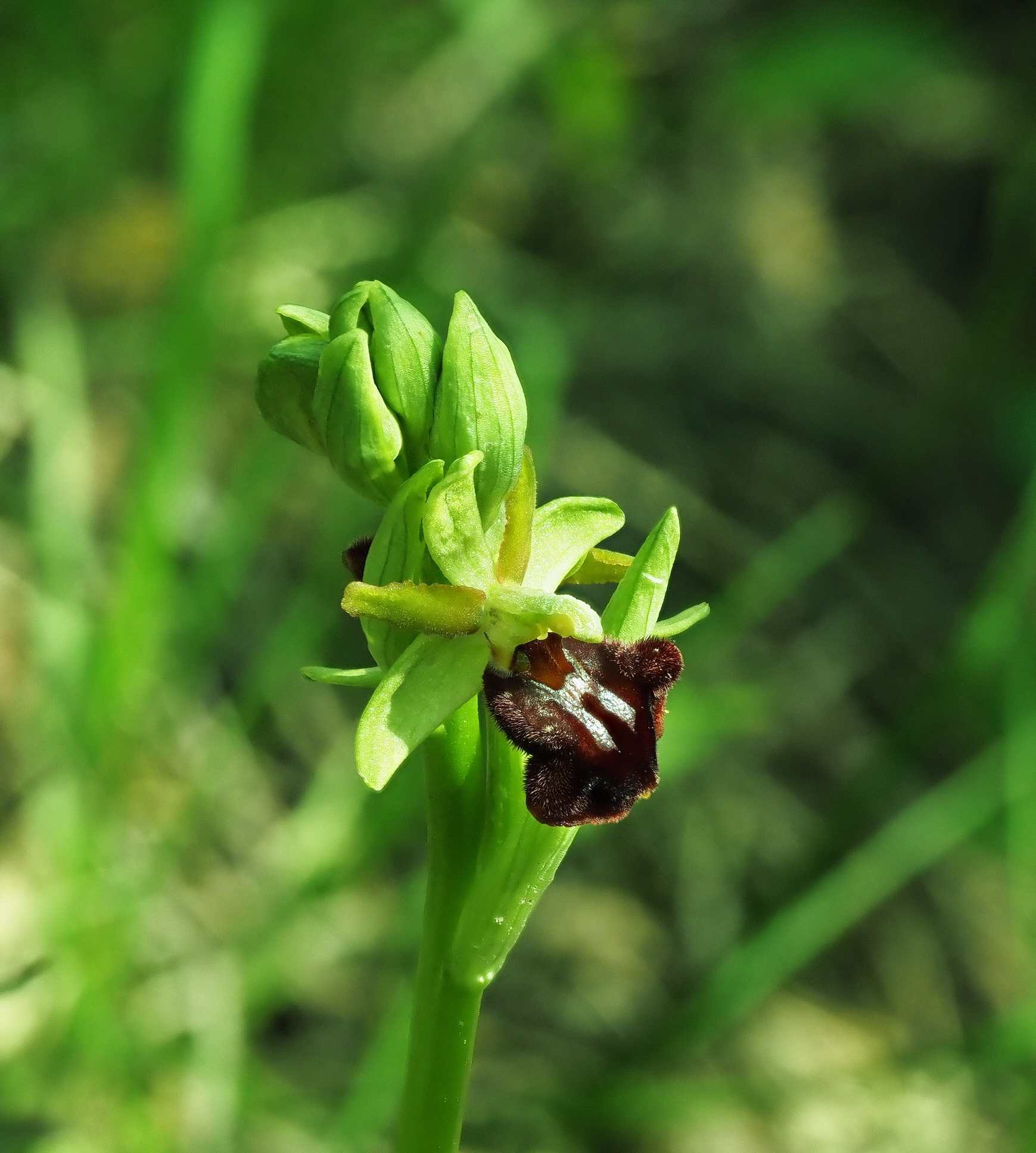 Ophrys sphegodes I.JPG