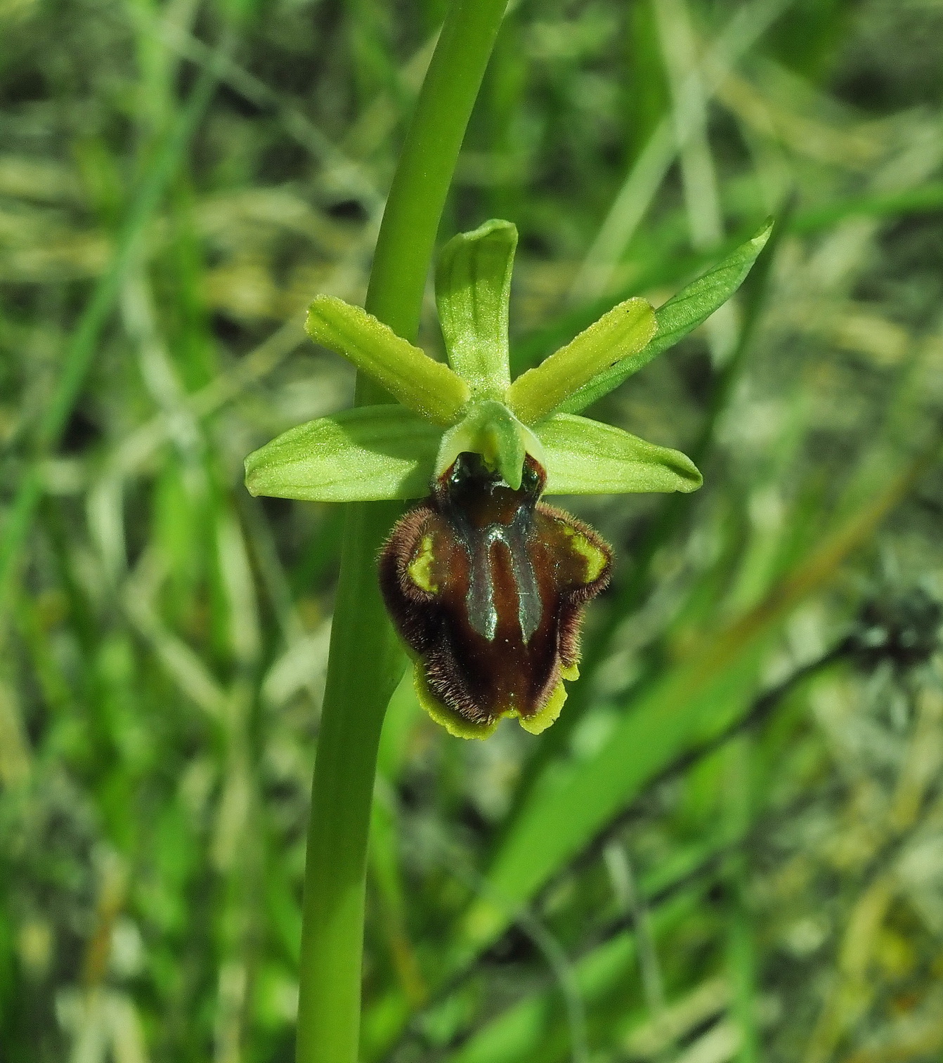 Ophrys sphegodes II.JPG