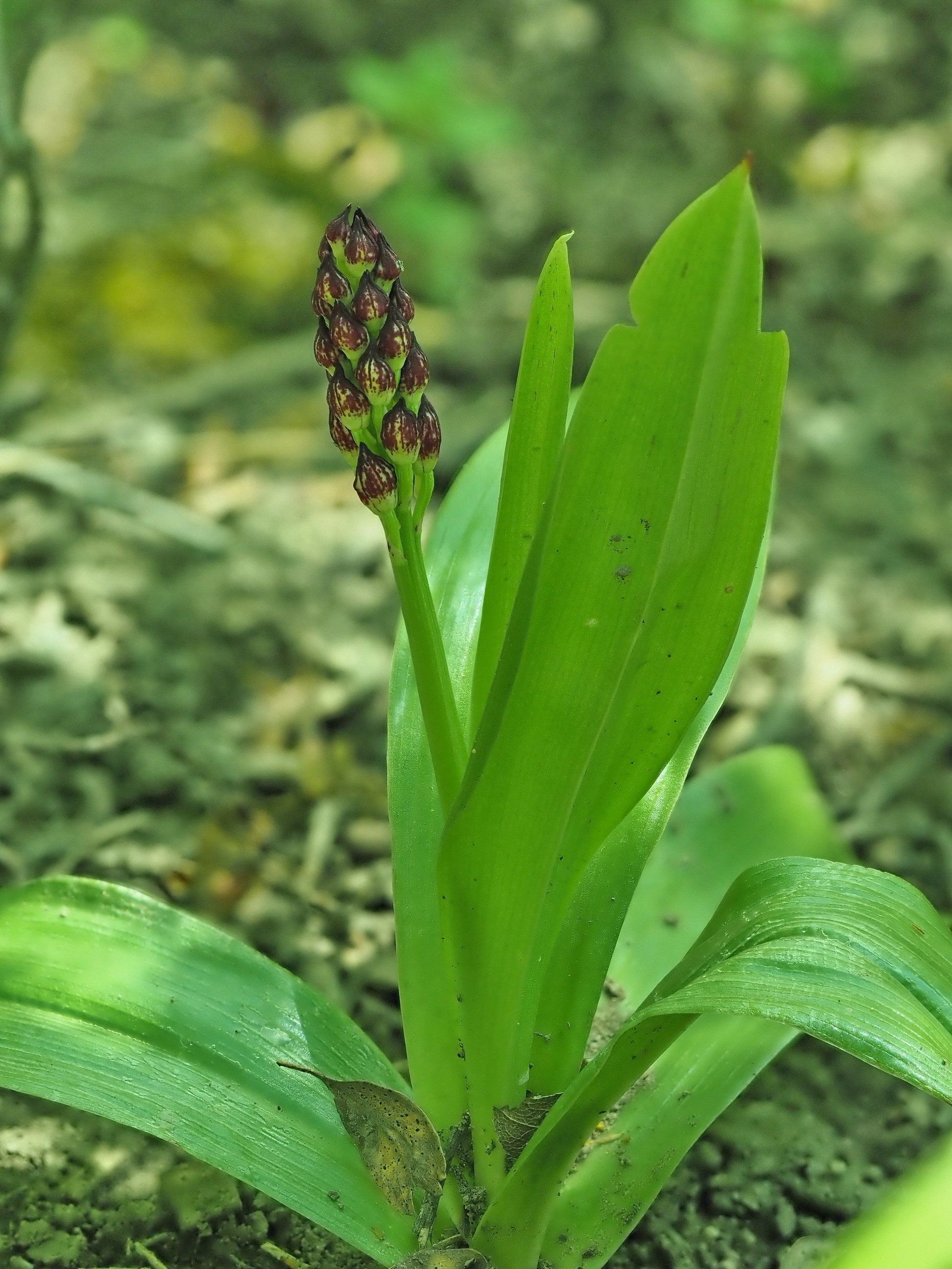 Orchis purpurea.JPG