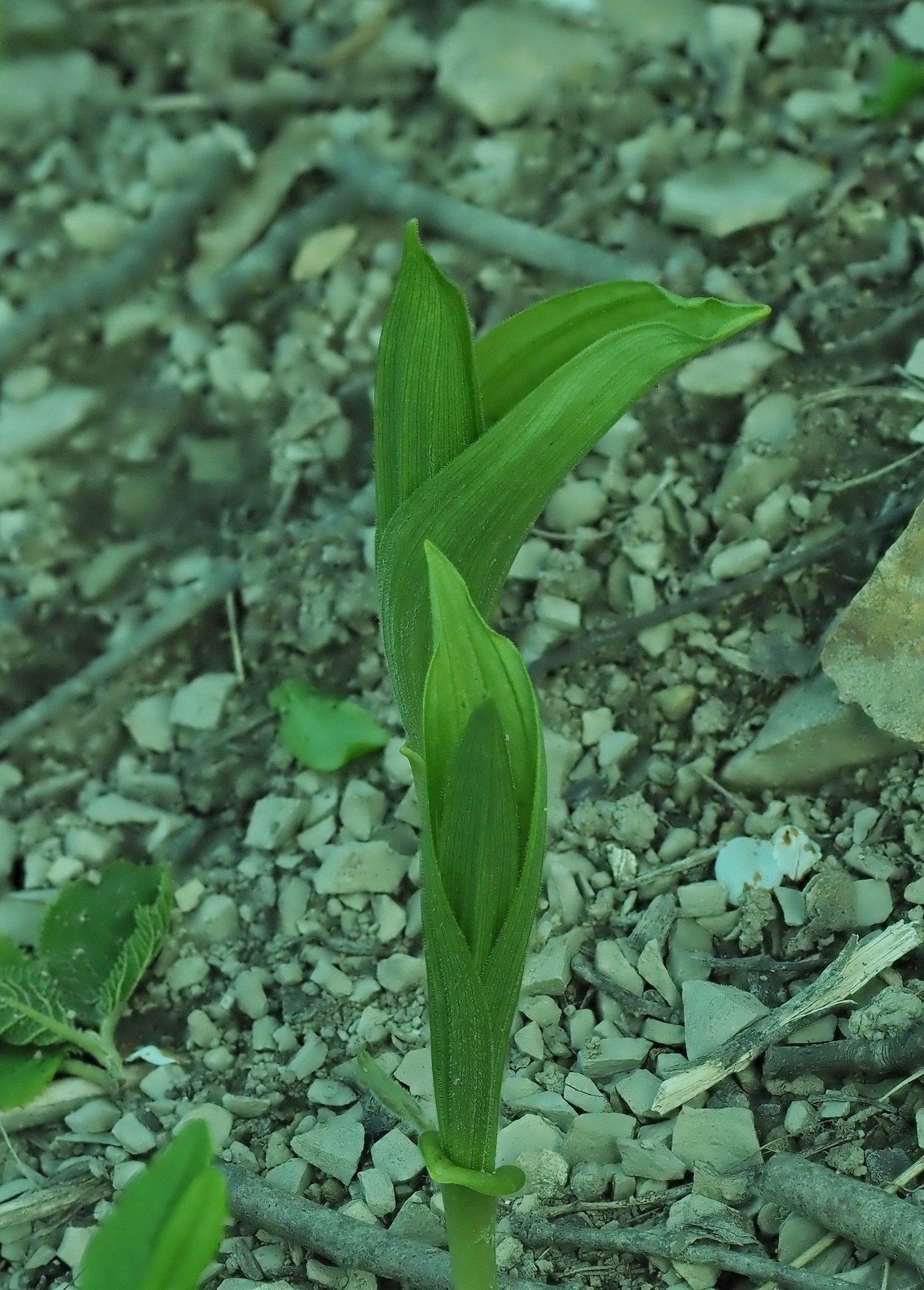 Cypripdium calceolus.JPG