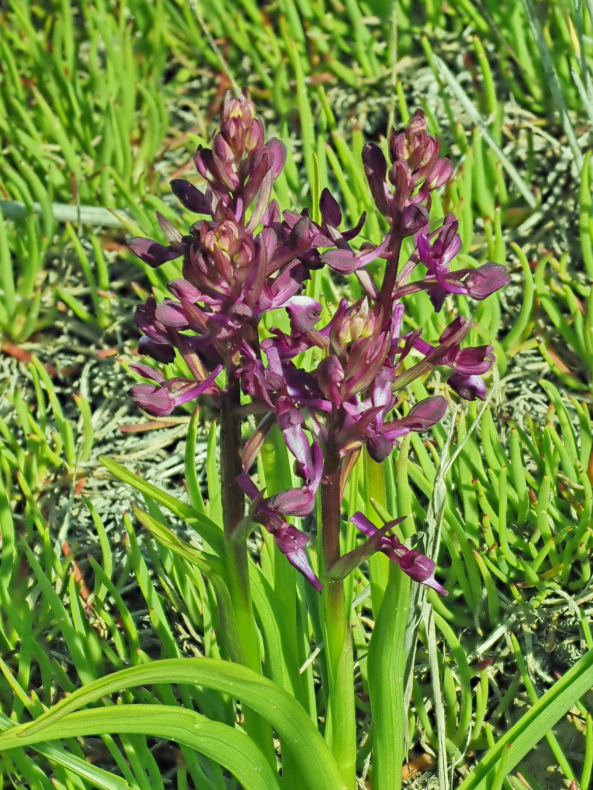 7 Anacamptis laxiflora.JPG