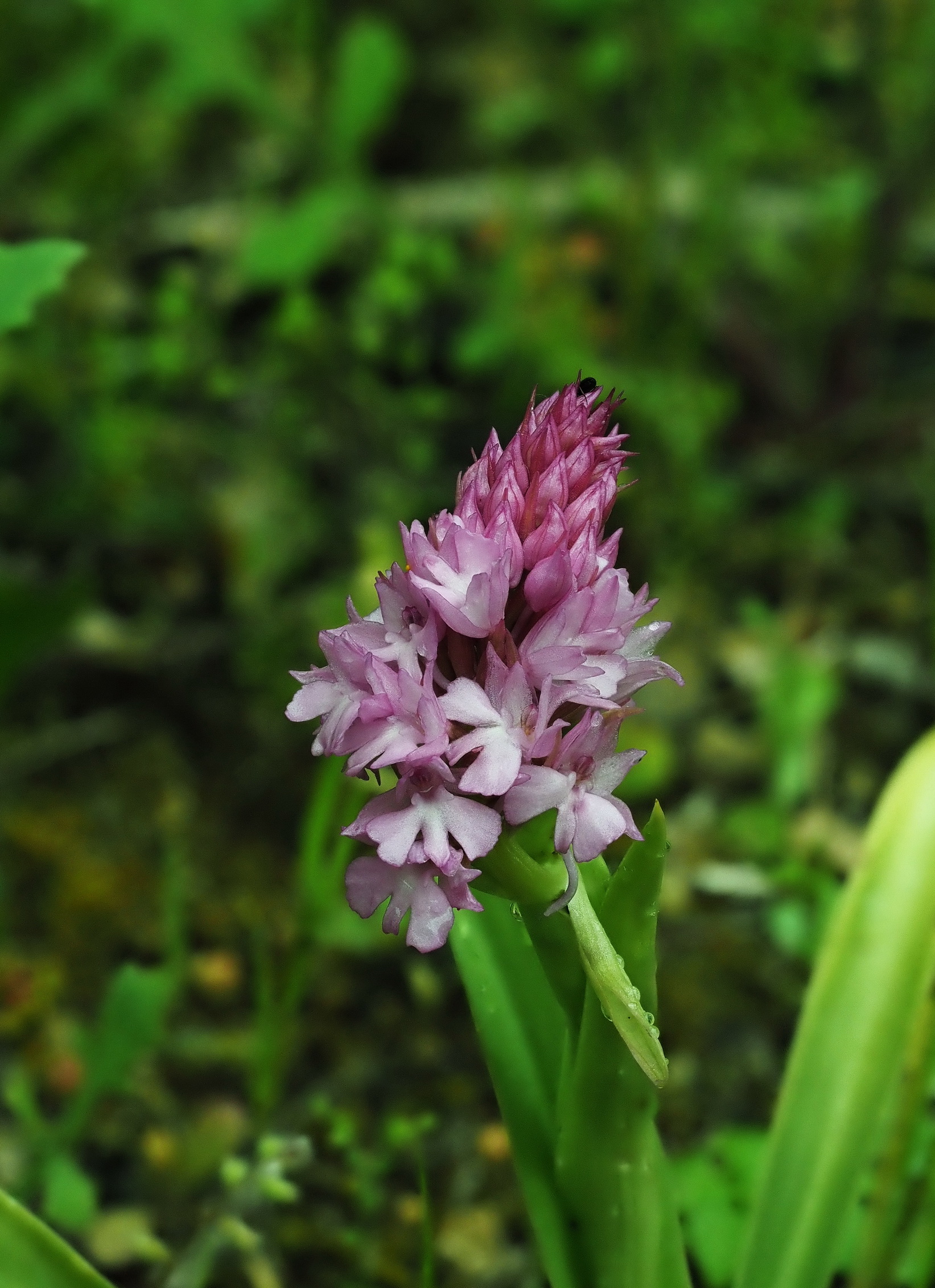 8 Anacamptis pyramidalis.JPG