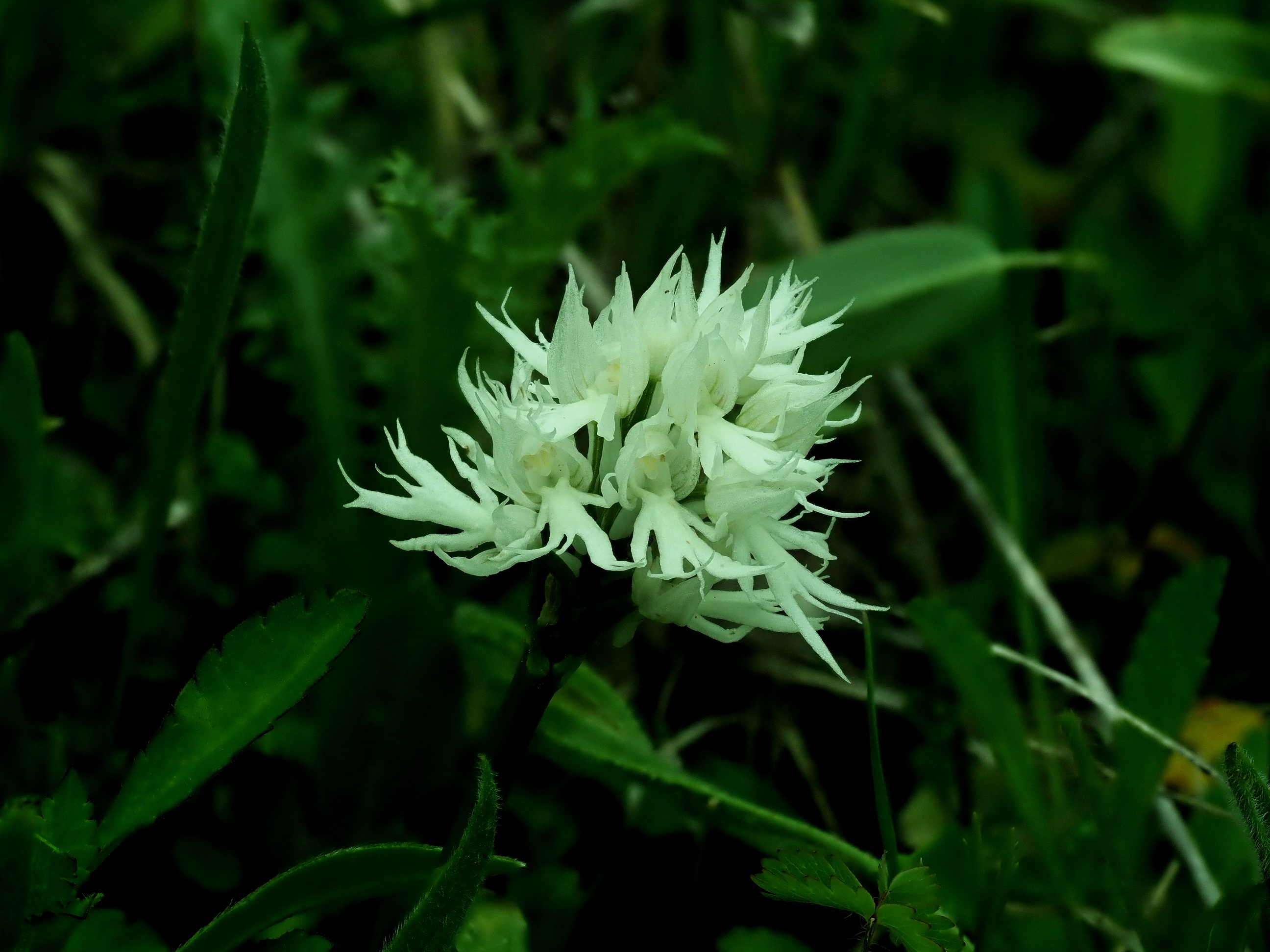 9 Orchis italica Albino.JPG
