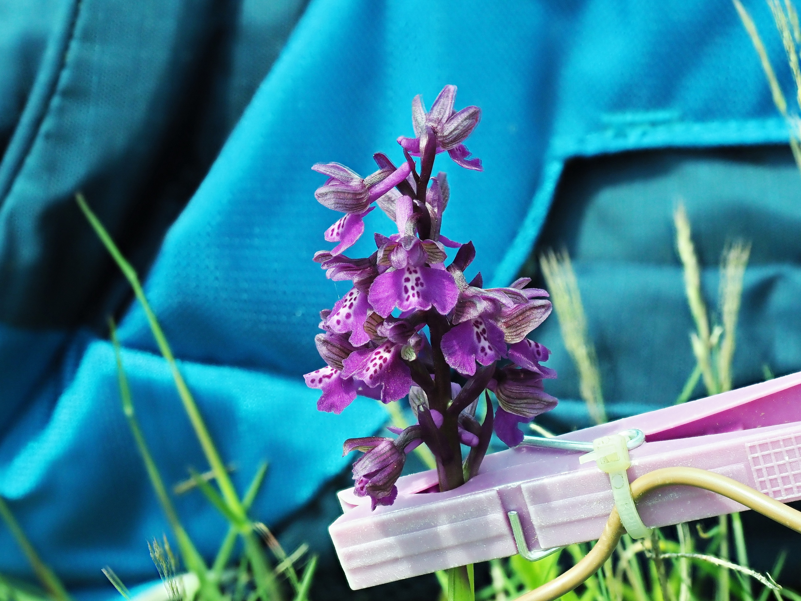 1 Anacamptis morio.JPG