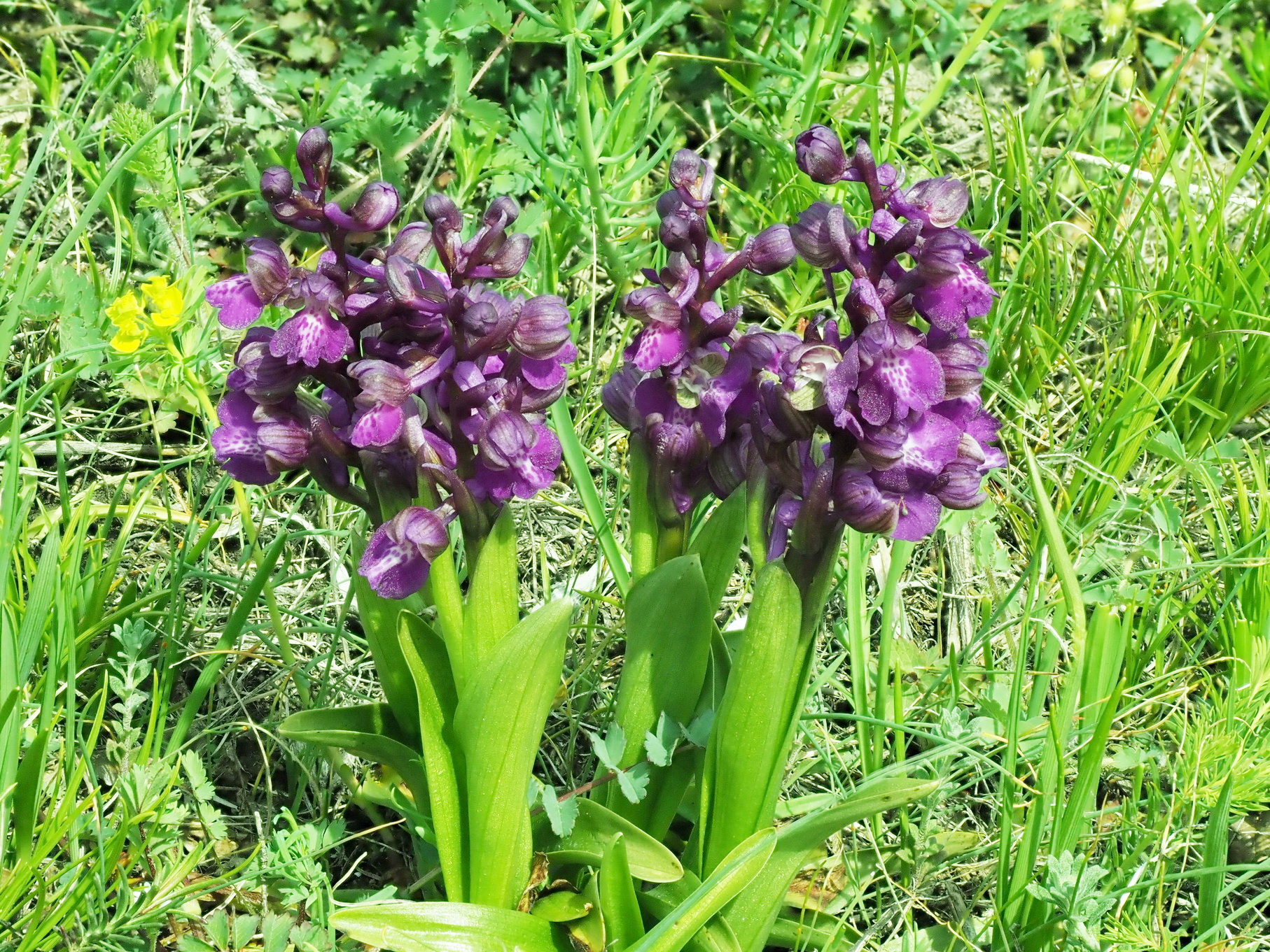 2 Anacamptis morio.JPG