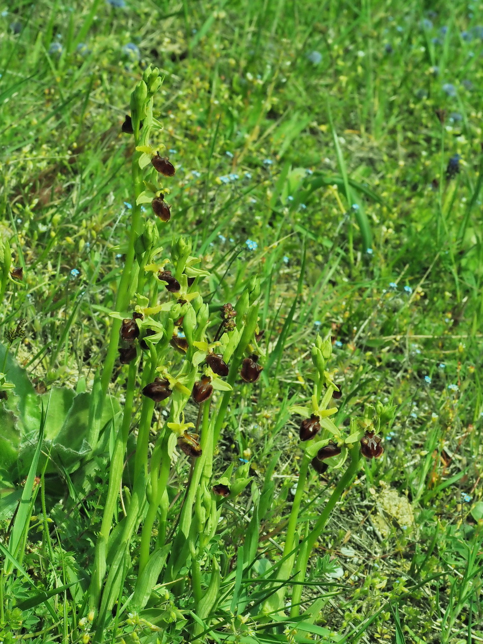 6 Ophrys sphegodes.14 Stück.JPG