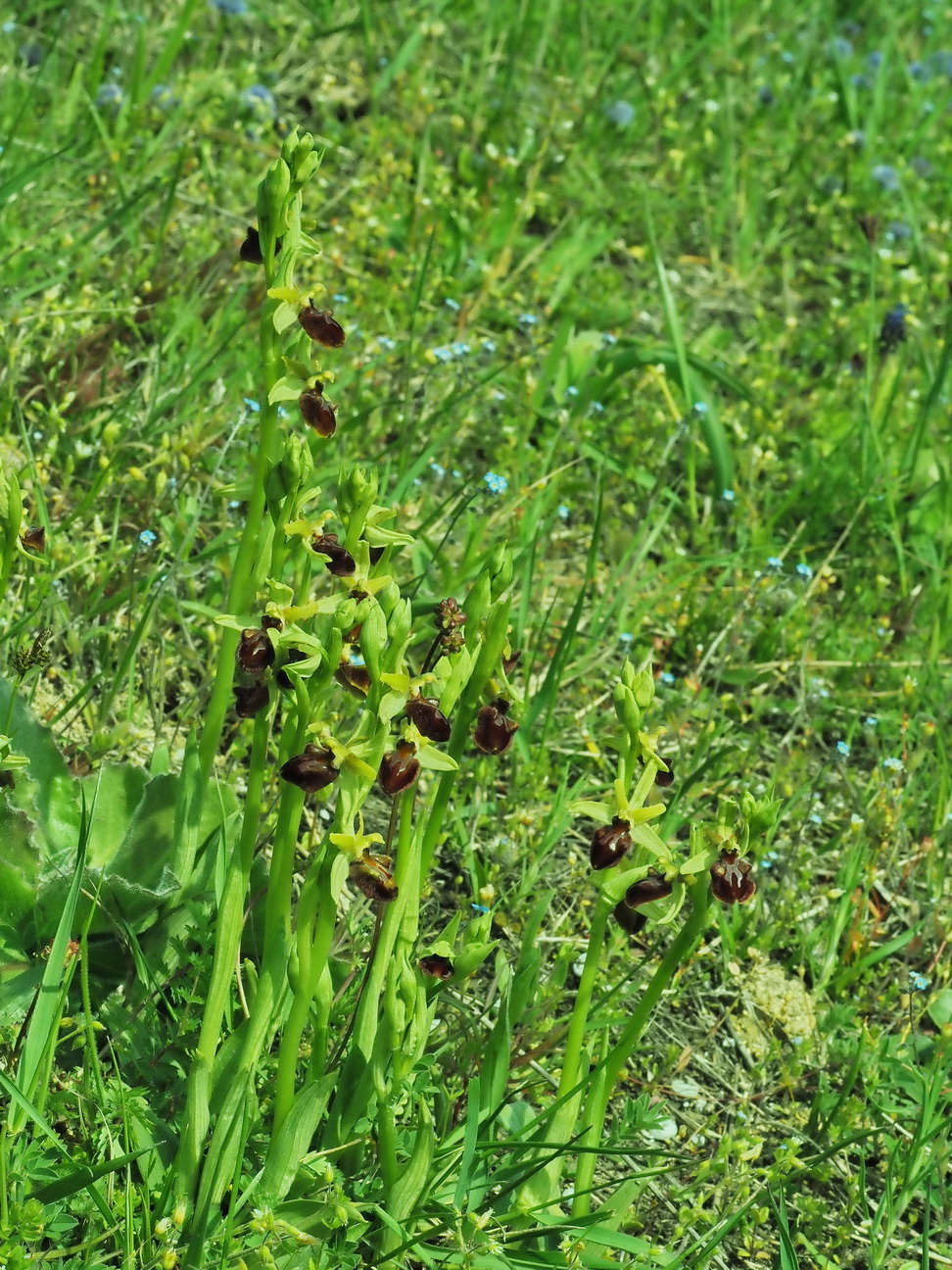 6 Ophrys sphegodes.14 Stück.JPG
