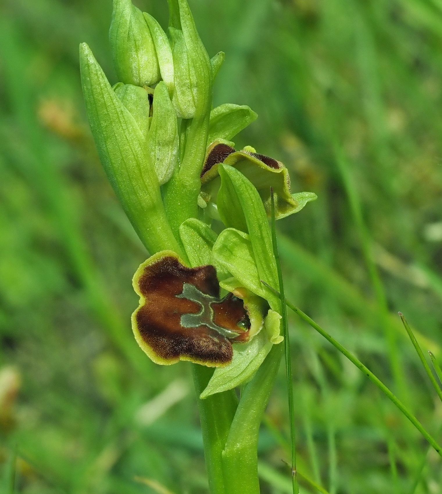 8 ungewöhnliche Form von O.sphegodes.JPG