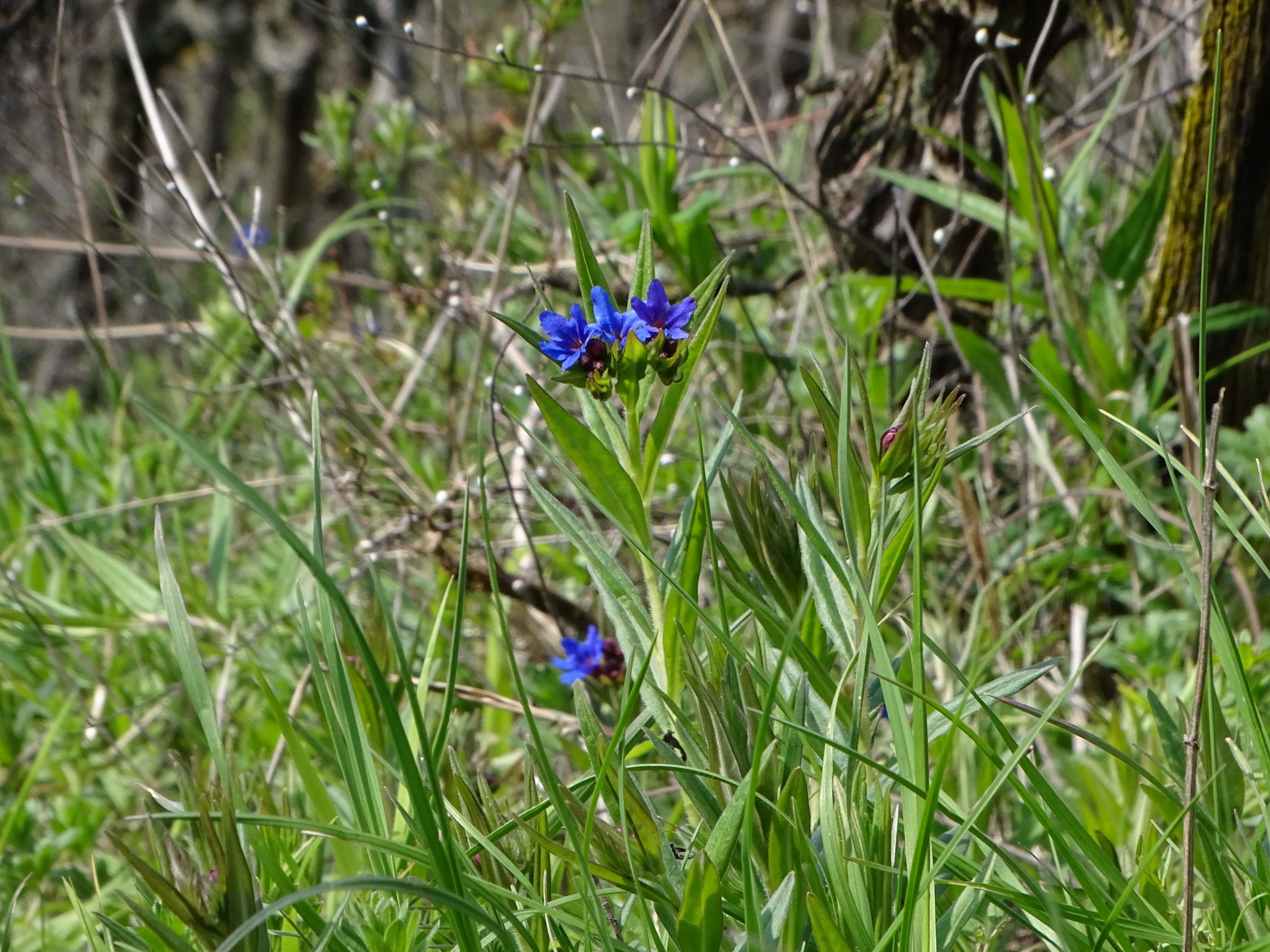 DSC02279 phäno, aegonychon purpurocaeruleum, spitzerberg-sonnseite, 2023-04-20.jpg