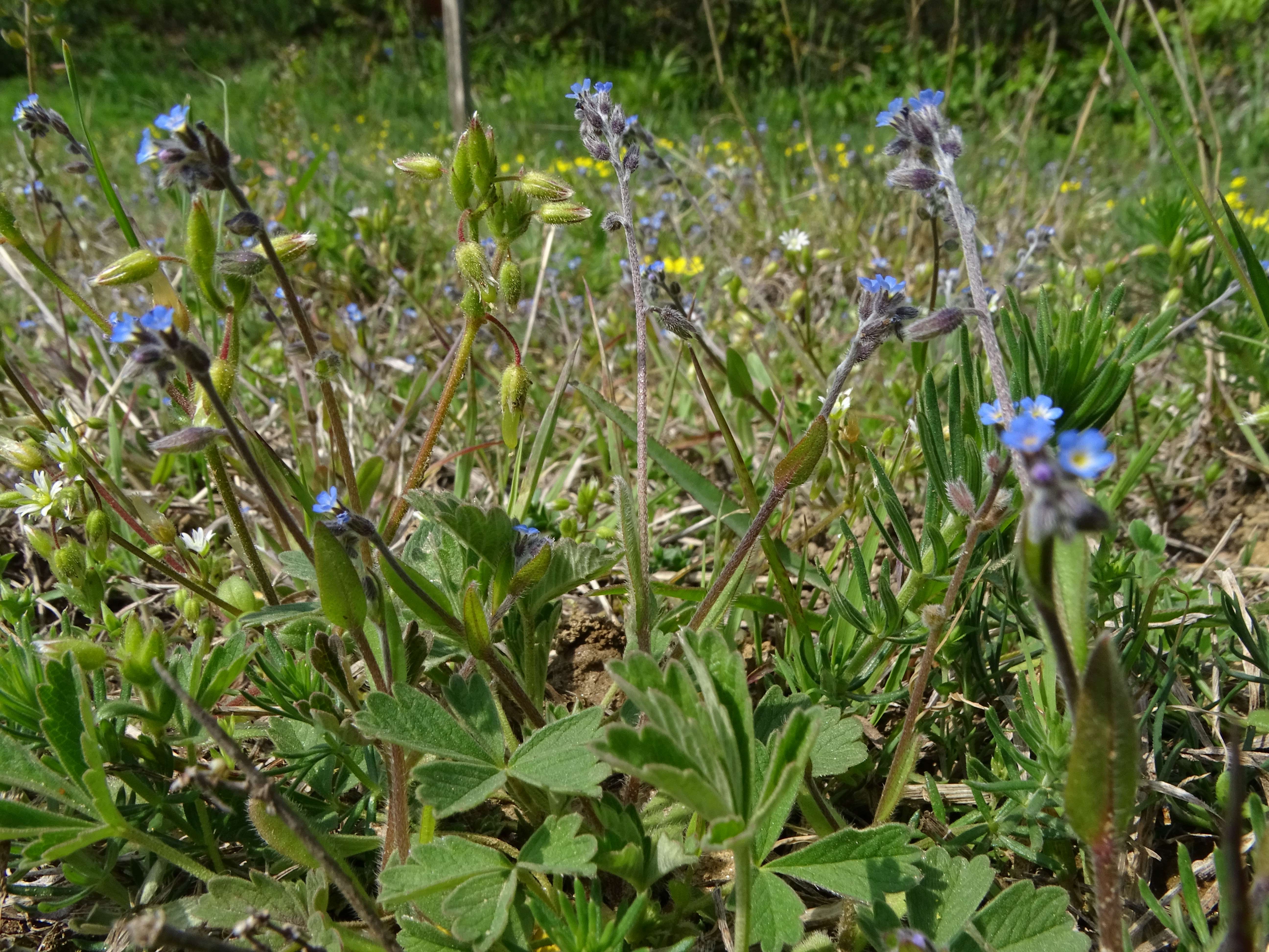 DSC02300 phäno, myosotis ramosissima, cerastium pumilum agg., spitzerberg-sonnseite, 2023-04-20.jpg