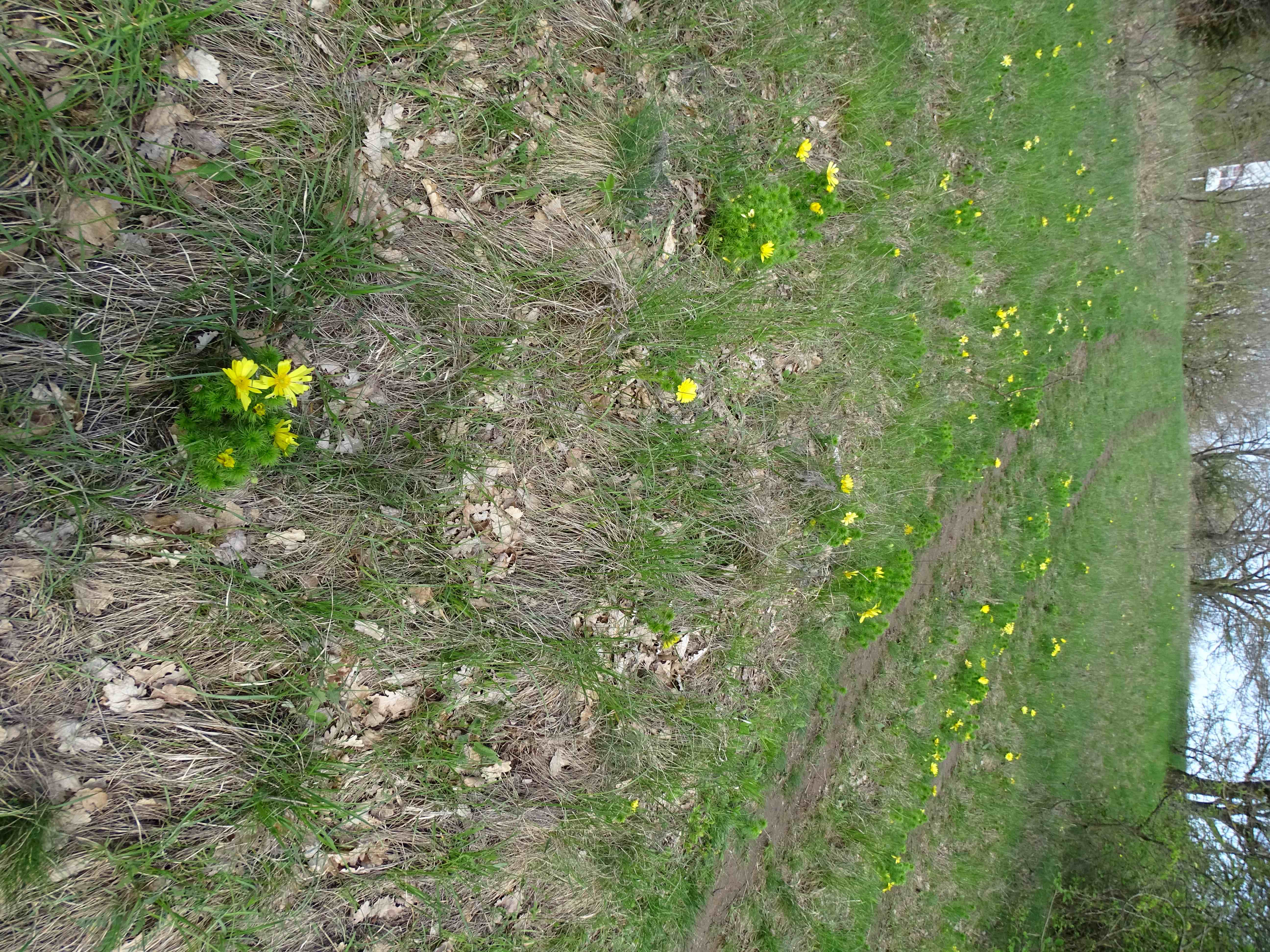 DSC02341 phäno, adonis vernalis, spitzerberg, 2023-04-20.jpg