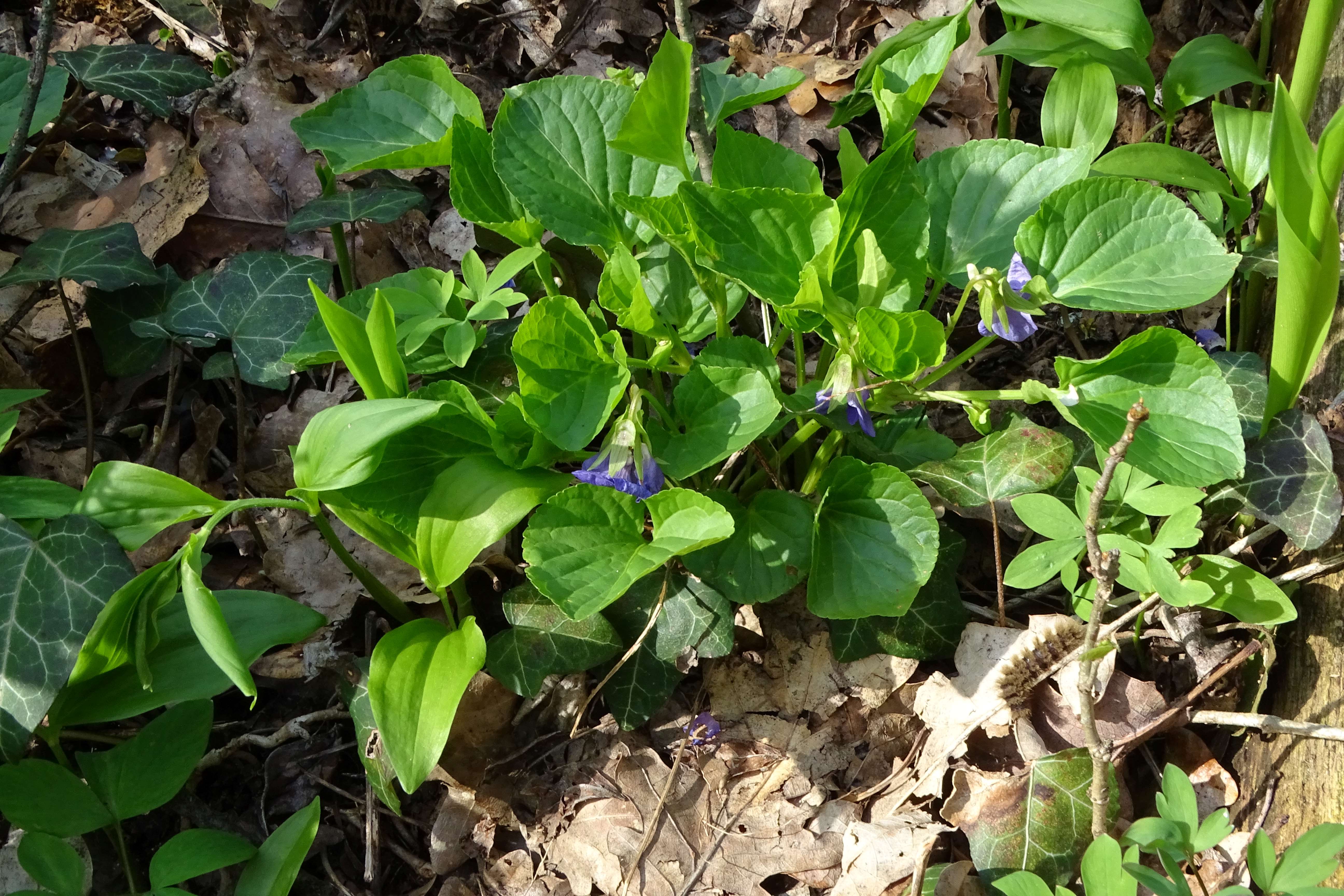 DSC02366 phäno, viola mirabilis, polygonatum latifolium etc., spitzerberg, 2023-04-20.jpg