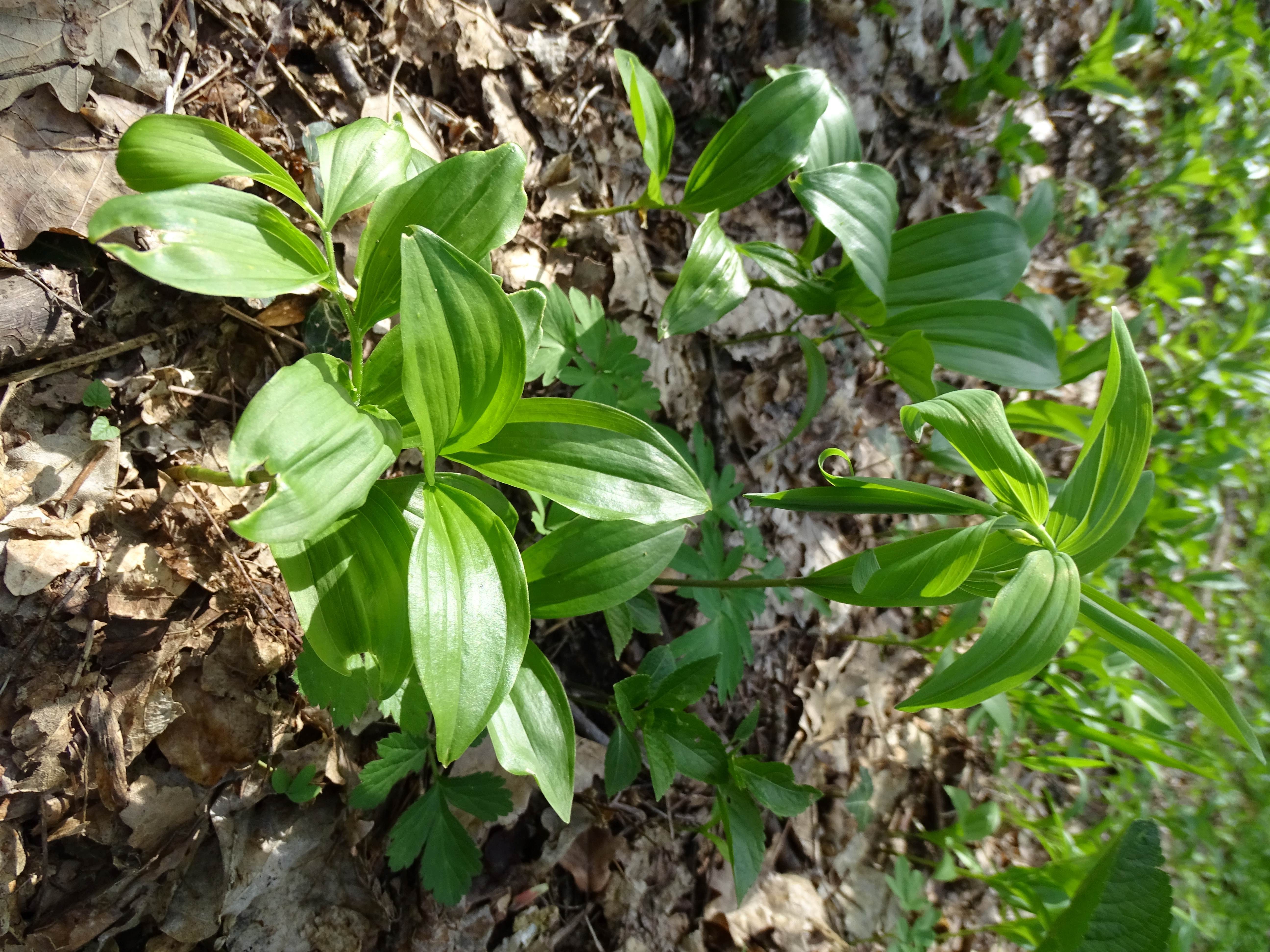 DSC02382 syntopie, polygonatum latifolium+multiflorum, spitzerberg, 2023-04-20.jpg