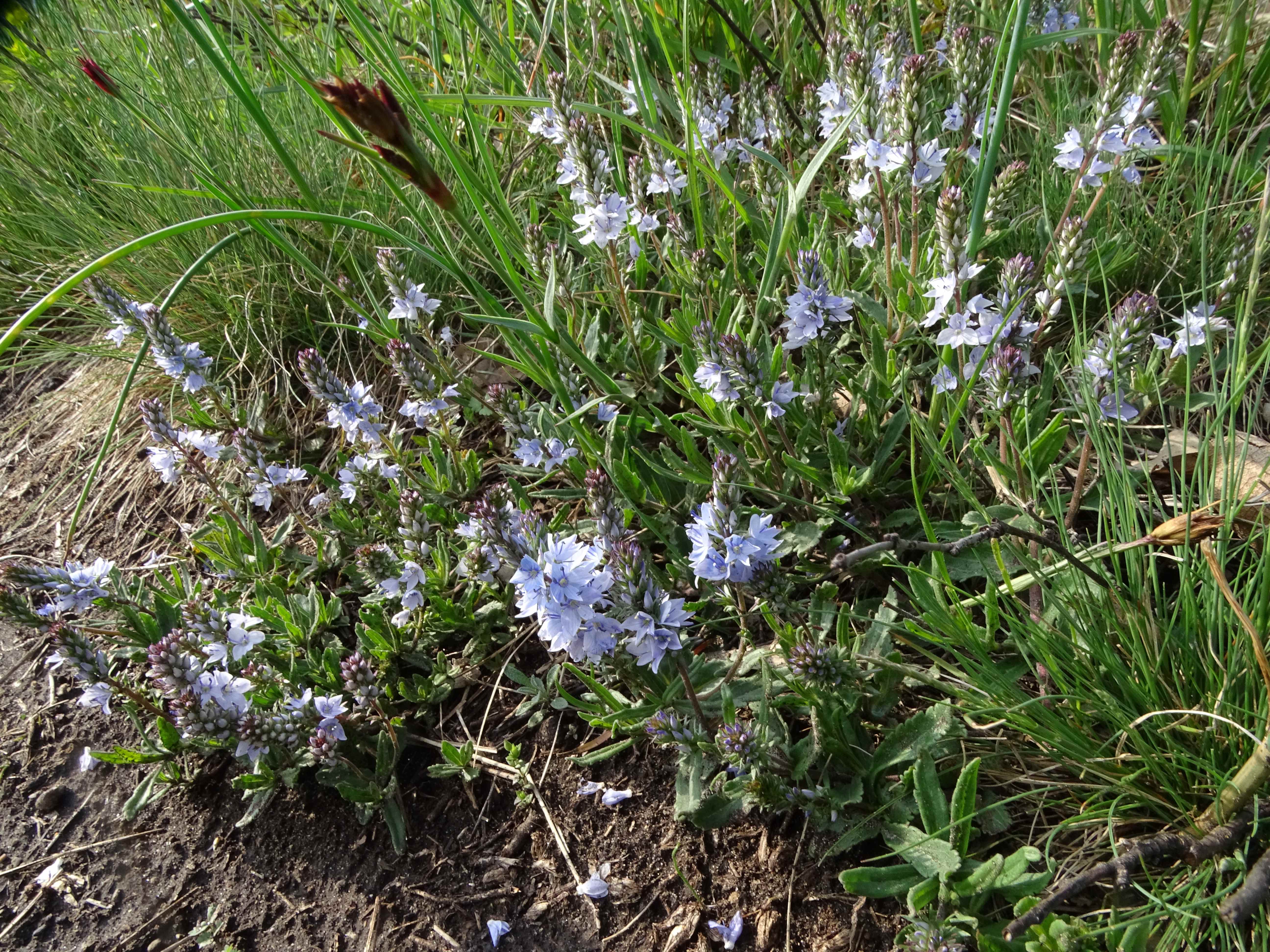 DSC02443 phäno, veronica prostrata, dianthus pontederae, spitzerberg, 2023-04-20.jpg