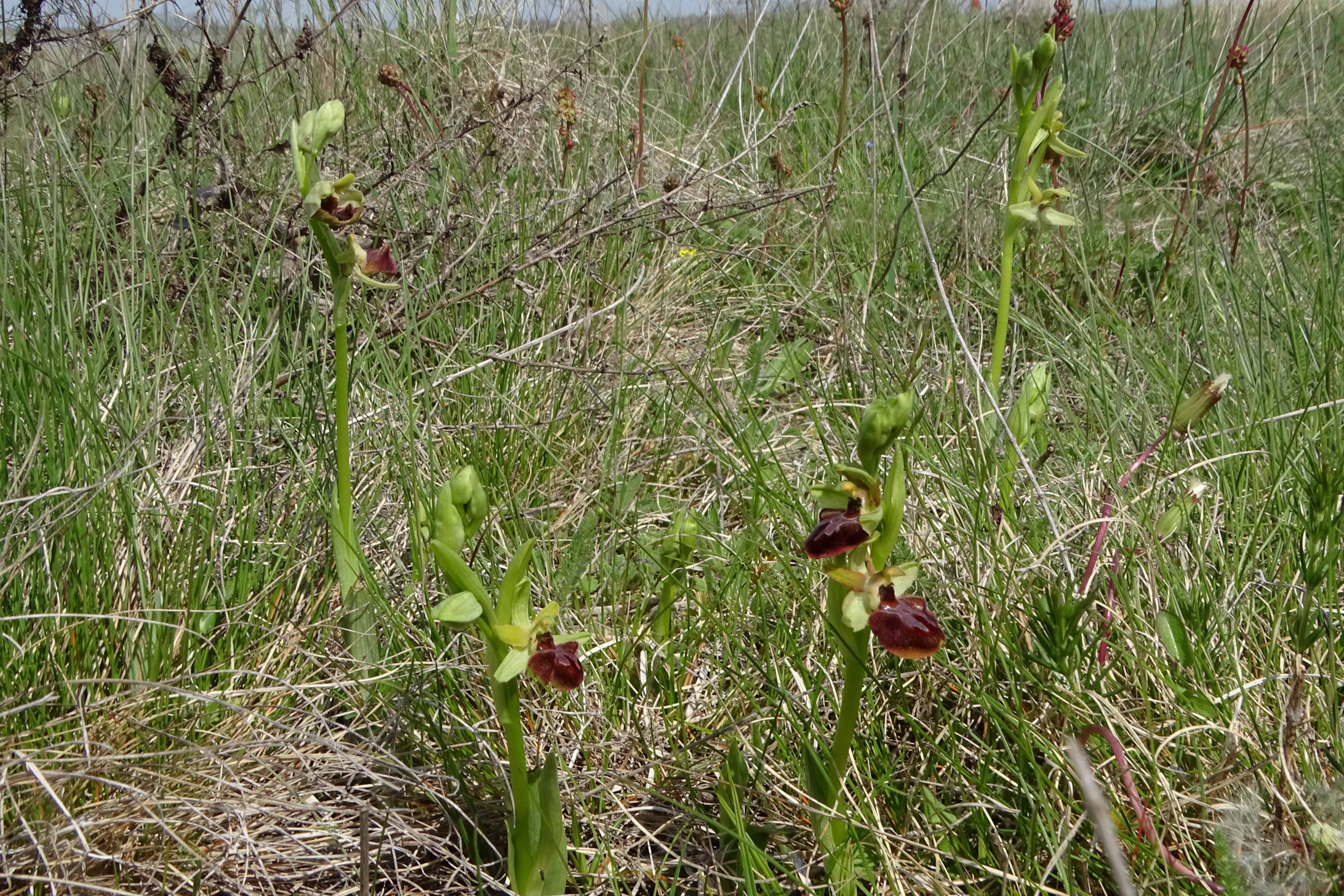 DSC02665 phäno, ophrys sphegodes, darscho-apetlon, 2023-04-23.jpg