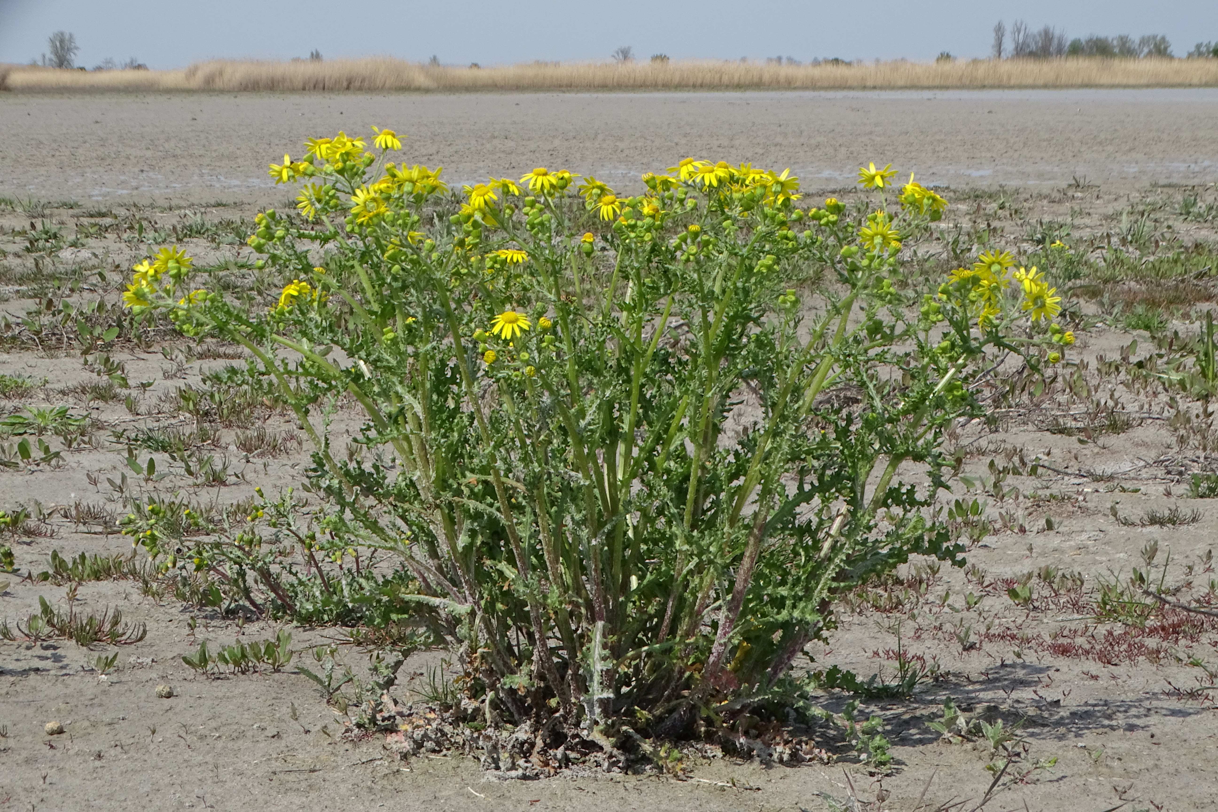 DSC02691 phäno, senecio vernalis, darscho-apetlon, 2023-04-23.jpg