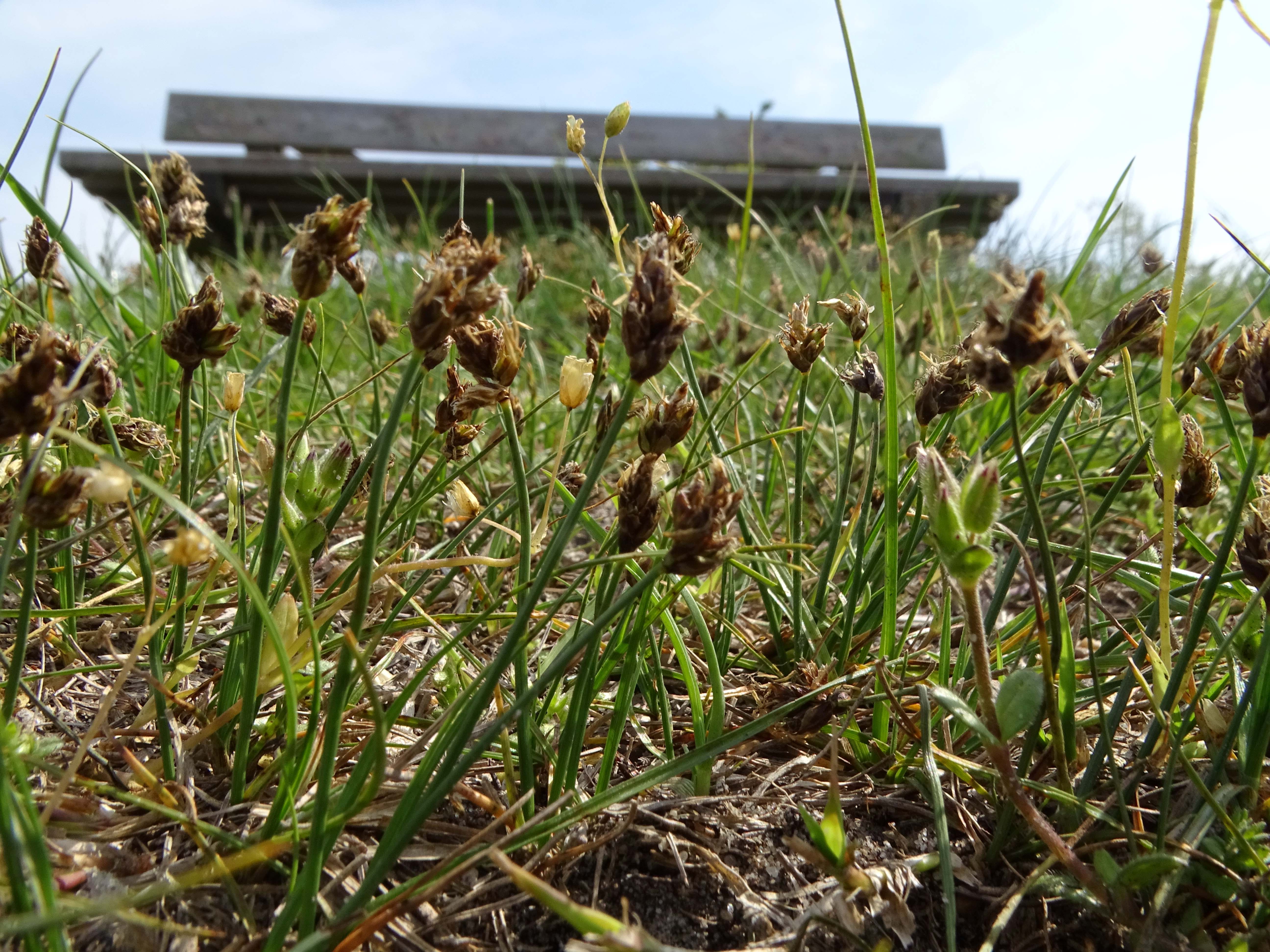 DSC02759 phäno, carex stenophylla, darscho-apetlon, 2023-04-23.jpg