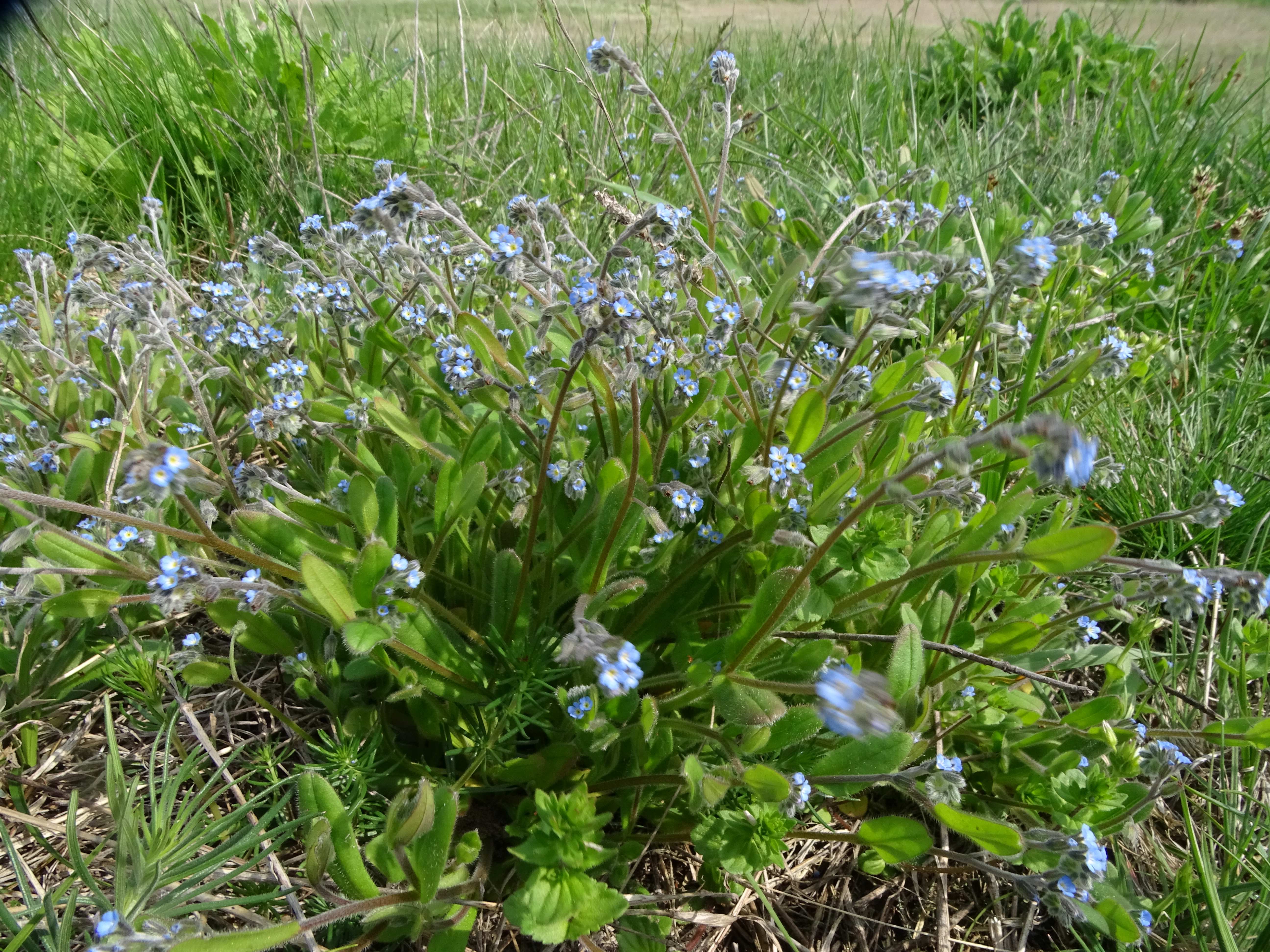 DSC02762 phäno, myosotis ramosissima, darscho-apetlon, 2023-04-23.jpg