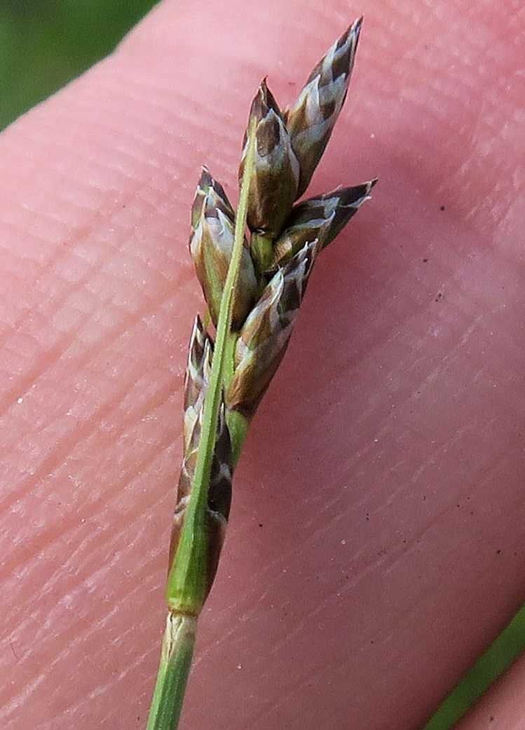 Carex sp. Segge, Unterloiben Weinberge WegRdr (Fettwiese) Ebene 21.04.2023 C5X2 (4).jpg