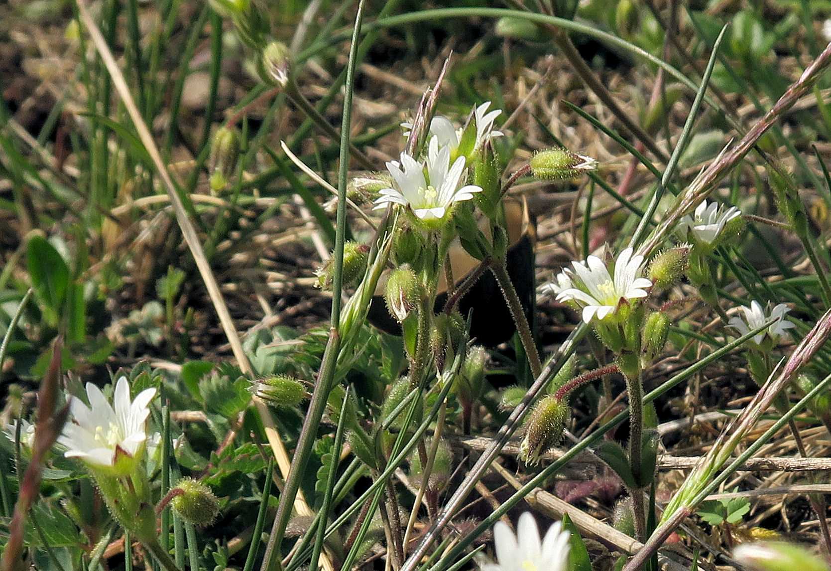 Cerastium sp., Perchtoldsdorf Kleine Heide 22.04.2023 C5X2 (2).jpg