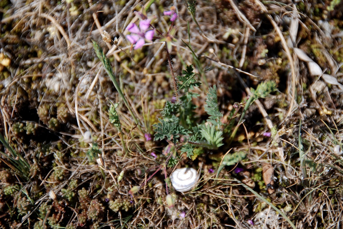 Breitenbrunn-Thenauriegel-Burgenland-21042018-(131) - unbestimmte Pflanze - Geranium rob. - violett.JPG