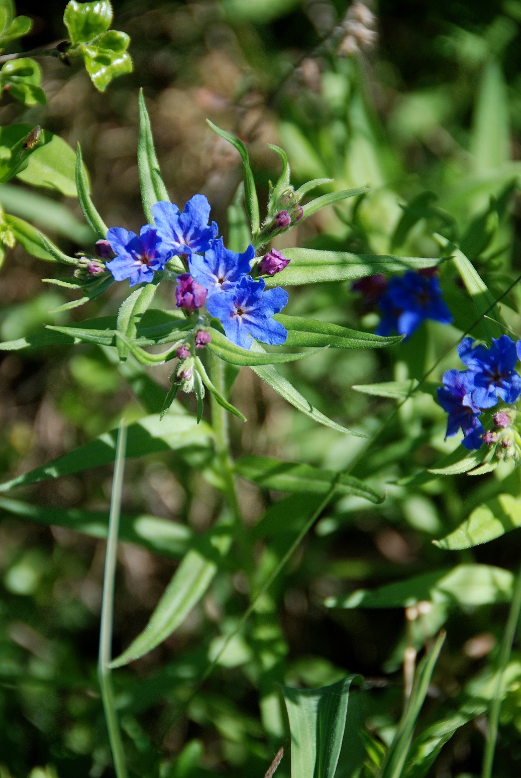 Breitenbrunn-Thenauriegel-Burgenland-21042018-(6) - Buglossoides purpurocaerulea - Purpurblaue Rindszunge.JPG