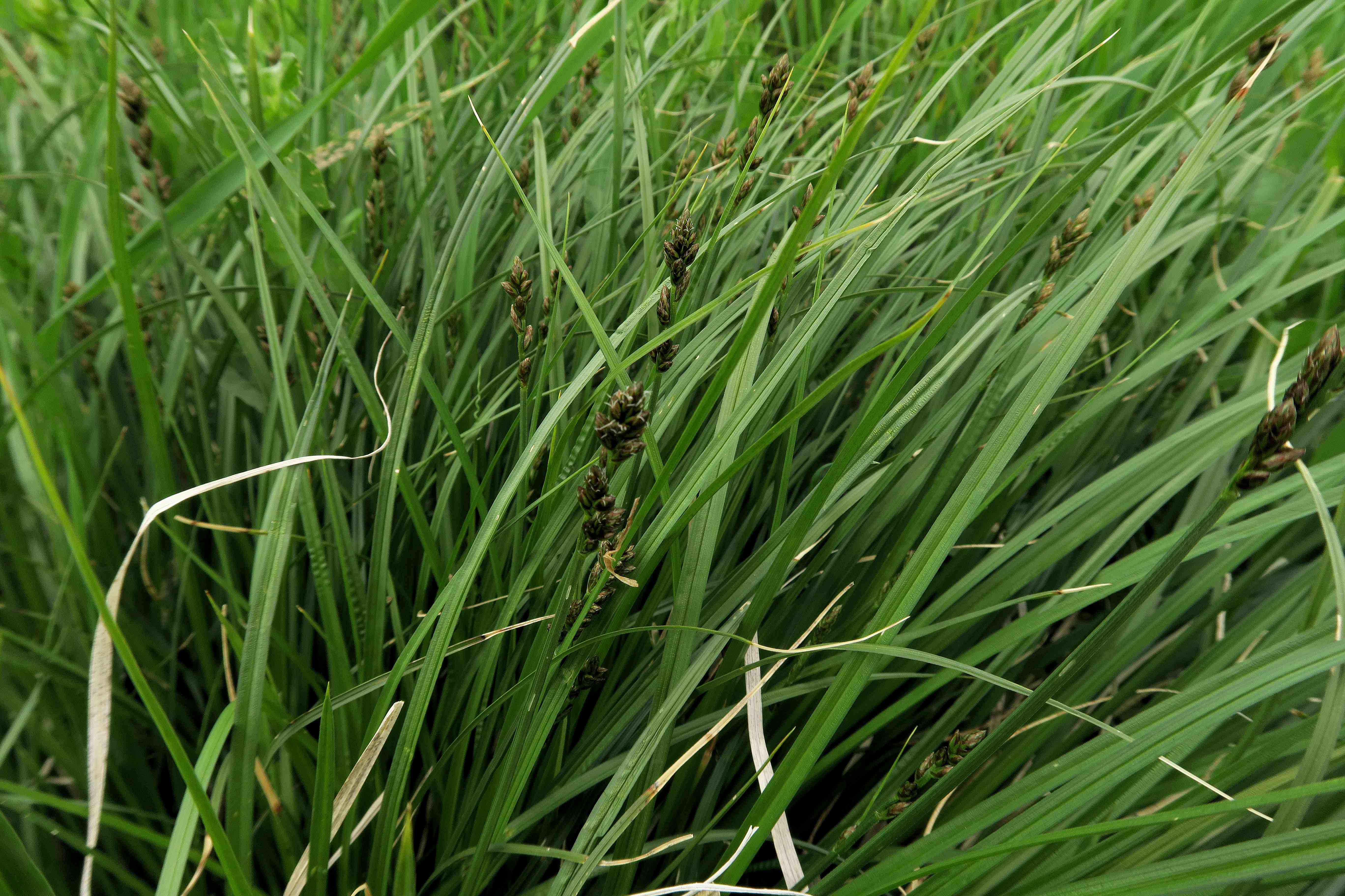 04.30 Pfaffstätten Fluxberg Carex muricata agg.), Pfaffstätten ruderal fettwiesen-ecke 30.04.2023 C5X2 (3).jpg